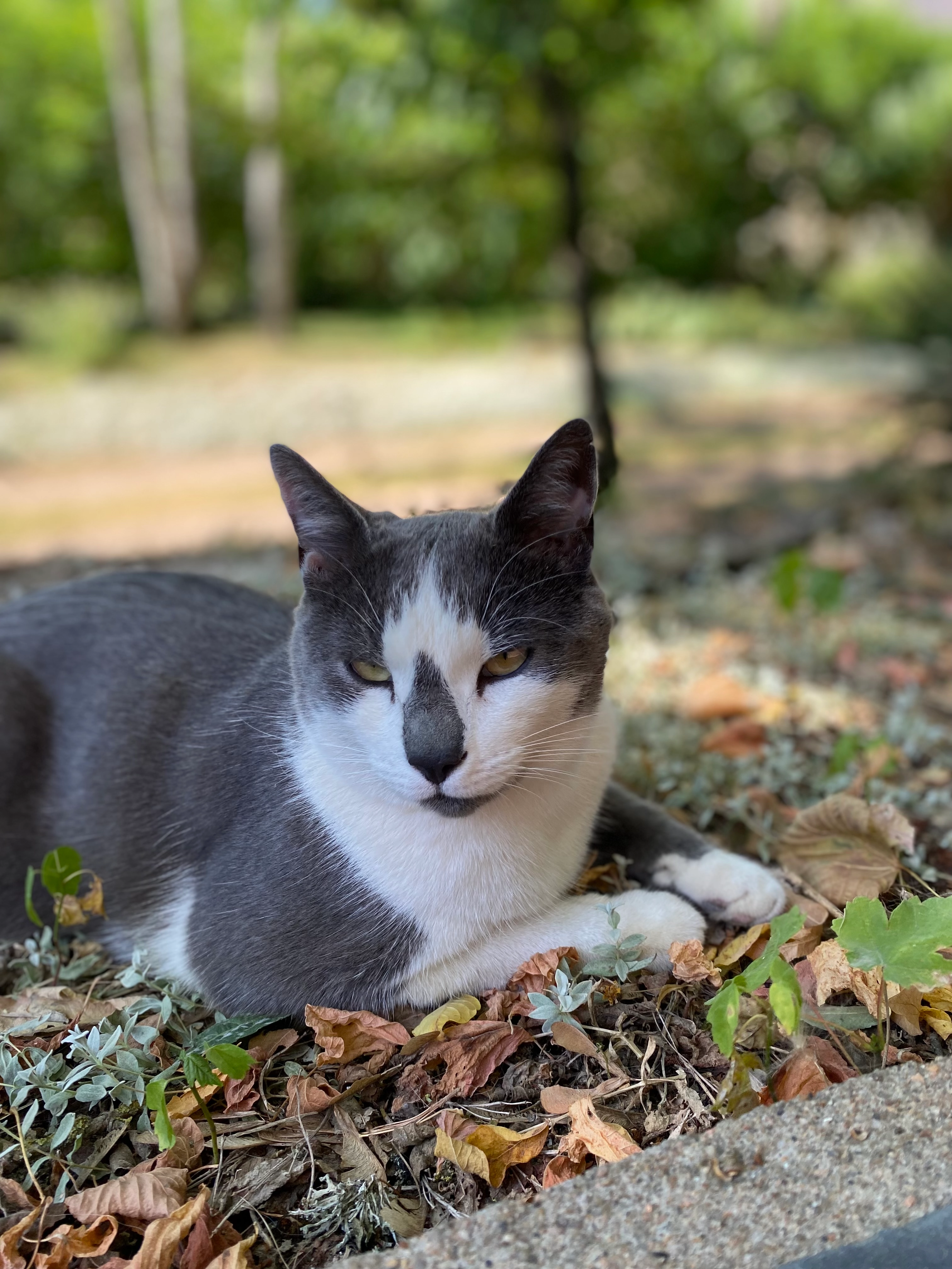NOUCHKA  - Rue Des Souchardières, Saint-Ouen-les-Vignes