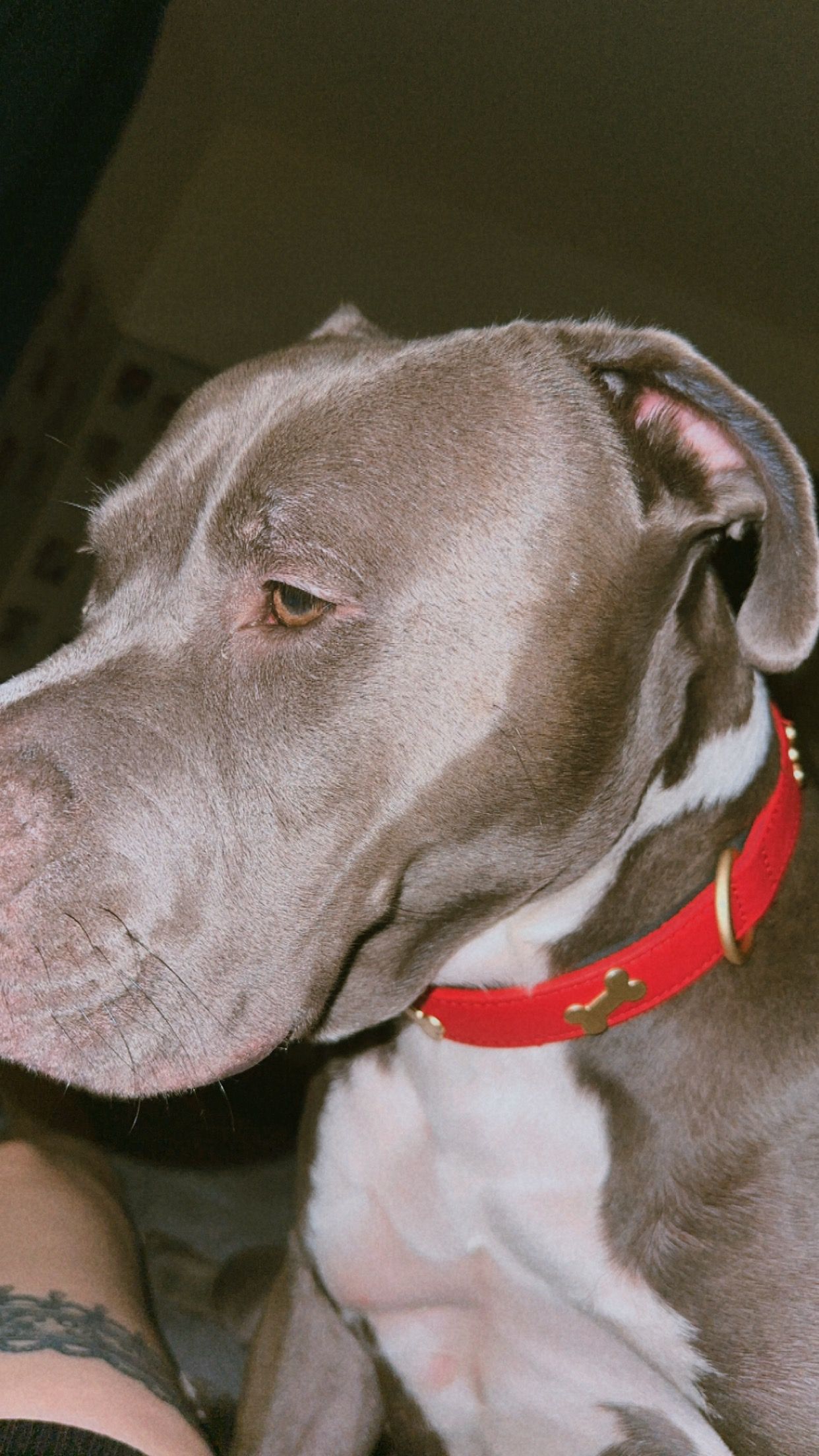 Pappy - Soho Avenue, Birmingham