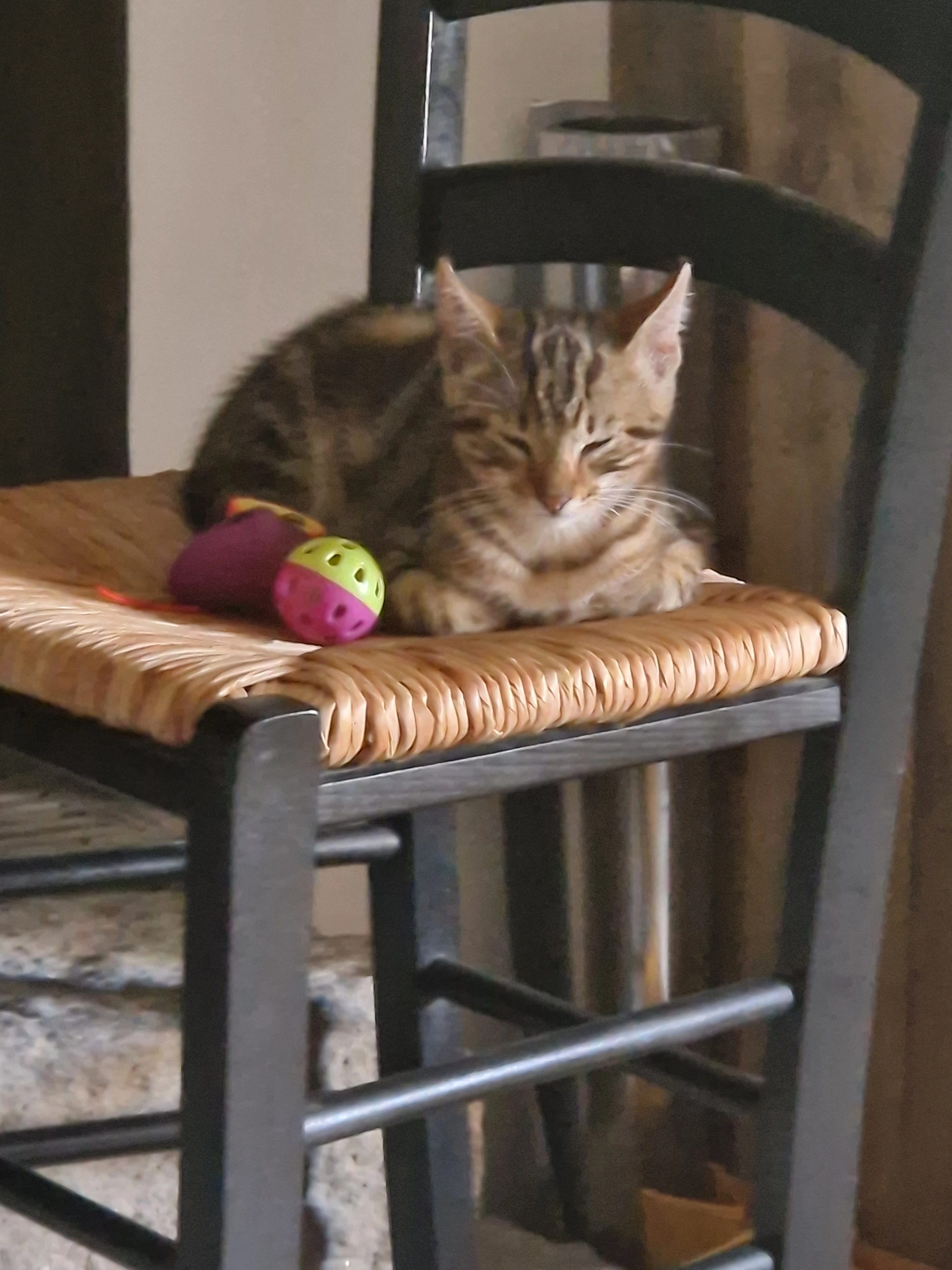 Vanille  - Kervallé, Plumergat