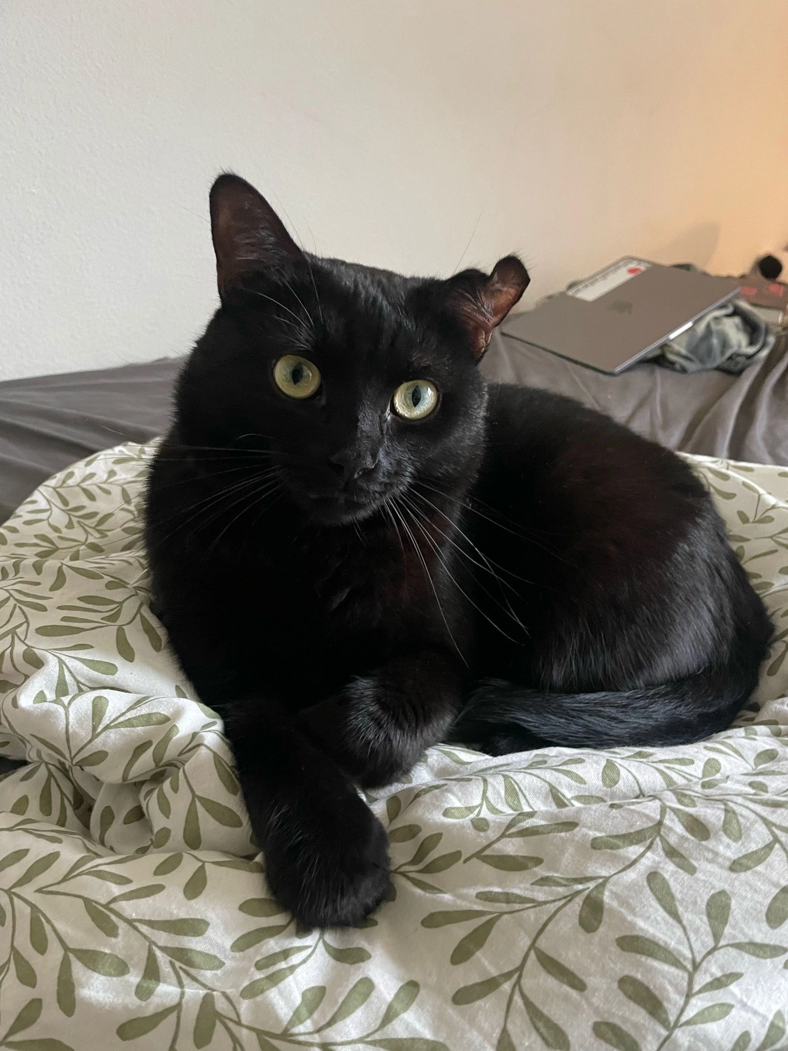 Milu - Schaffhauserstrasse 595, Zürich