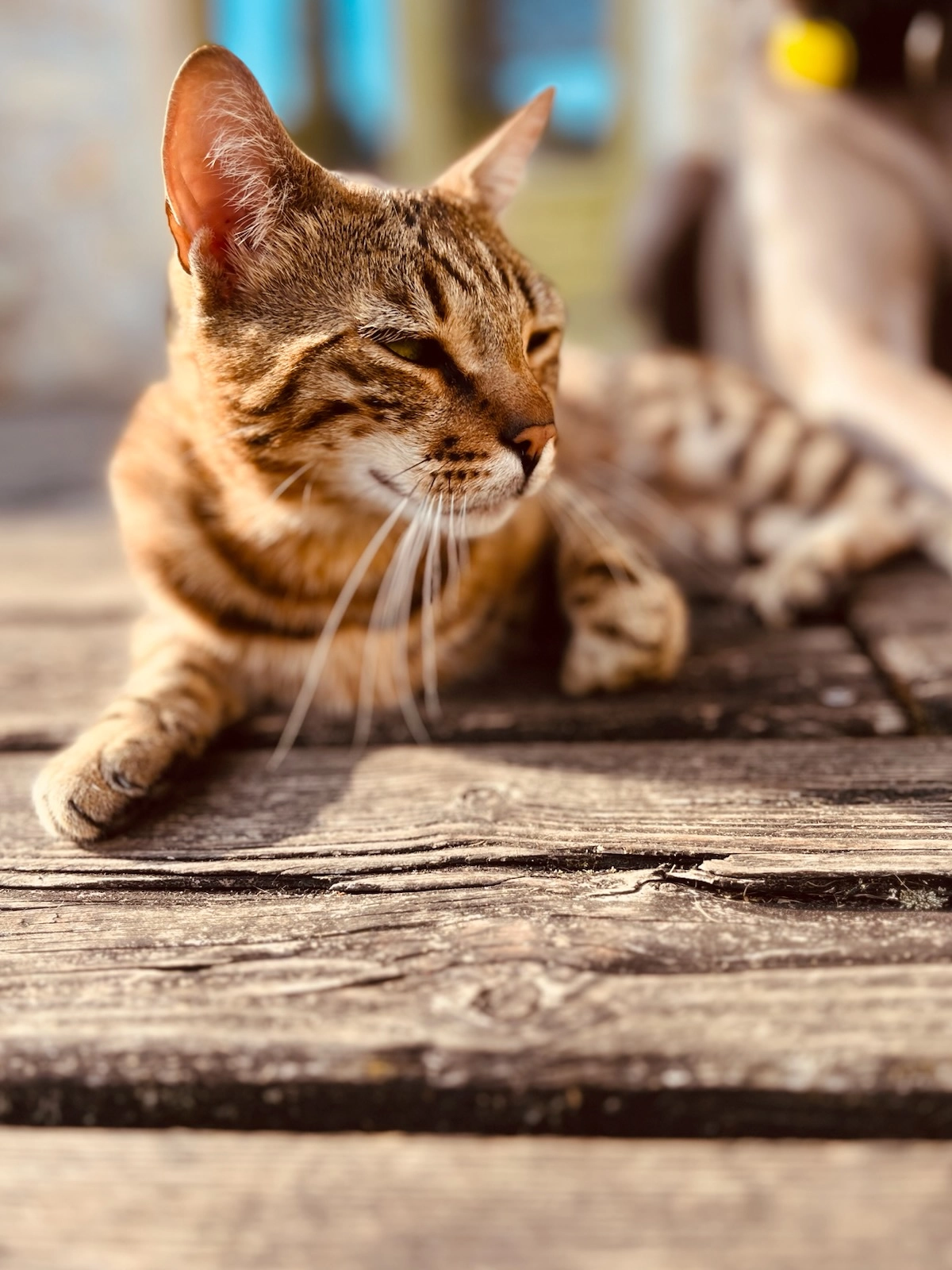 Leo - 18 Rue Henri IV, Us