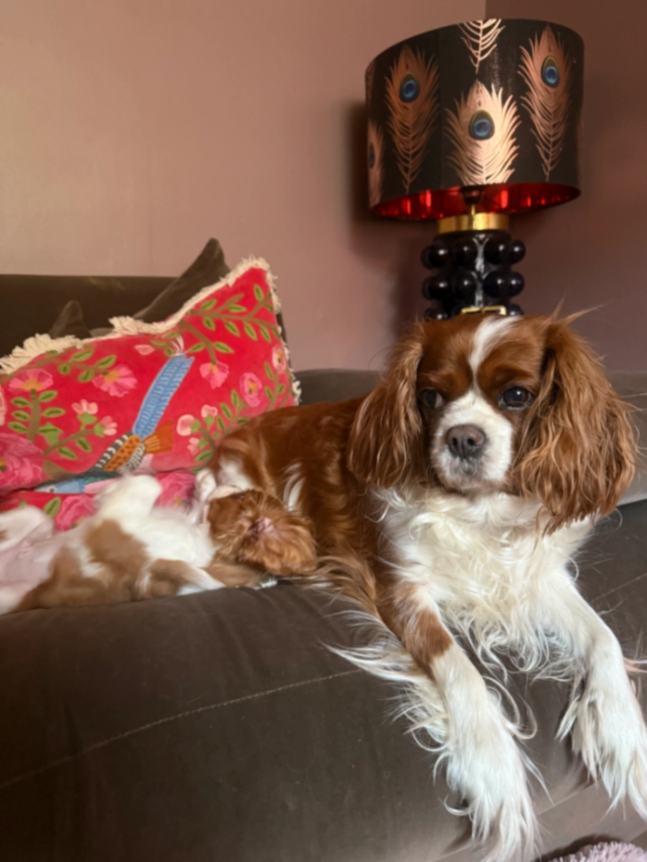 Missy - Beaver Close, Hampton