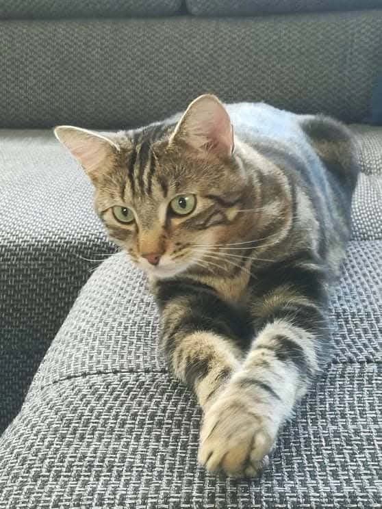 Gizmo - Lindebergstraat, Liedekerke