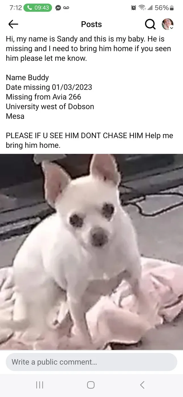 Buddy - East University Drive, Mesa
