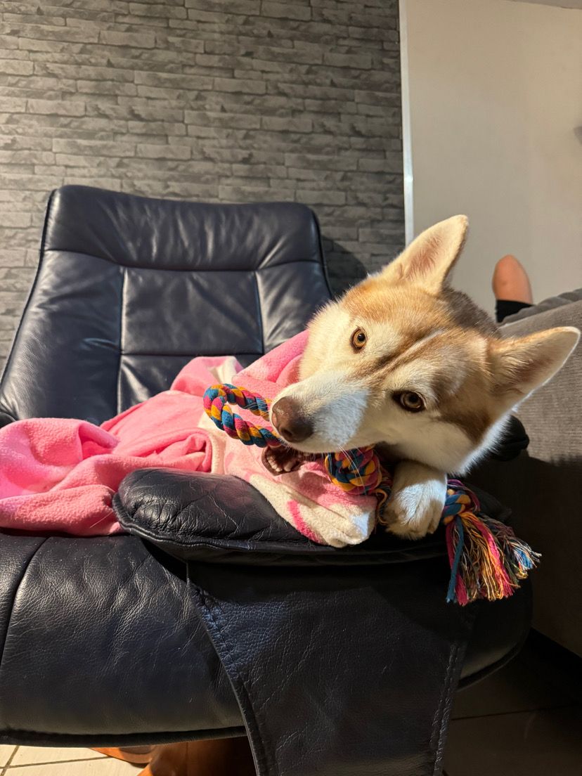 Ulyne - Rue Des Chenecées, Novillard