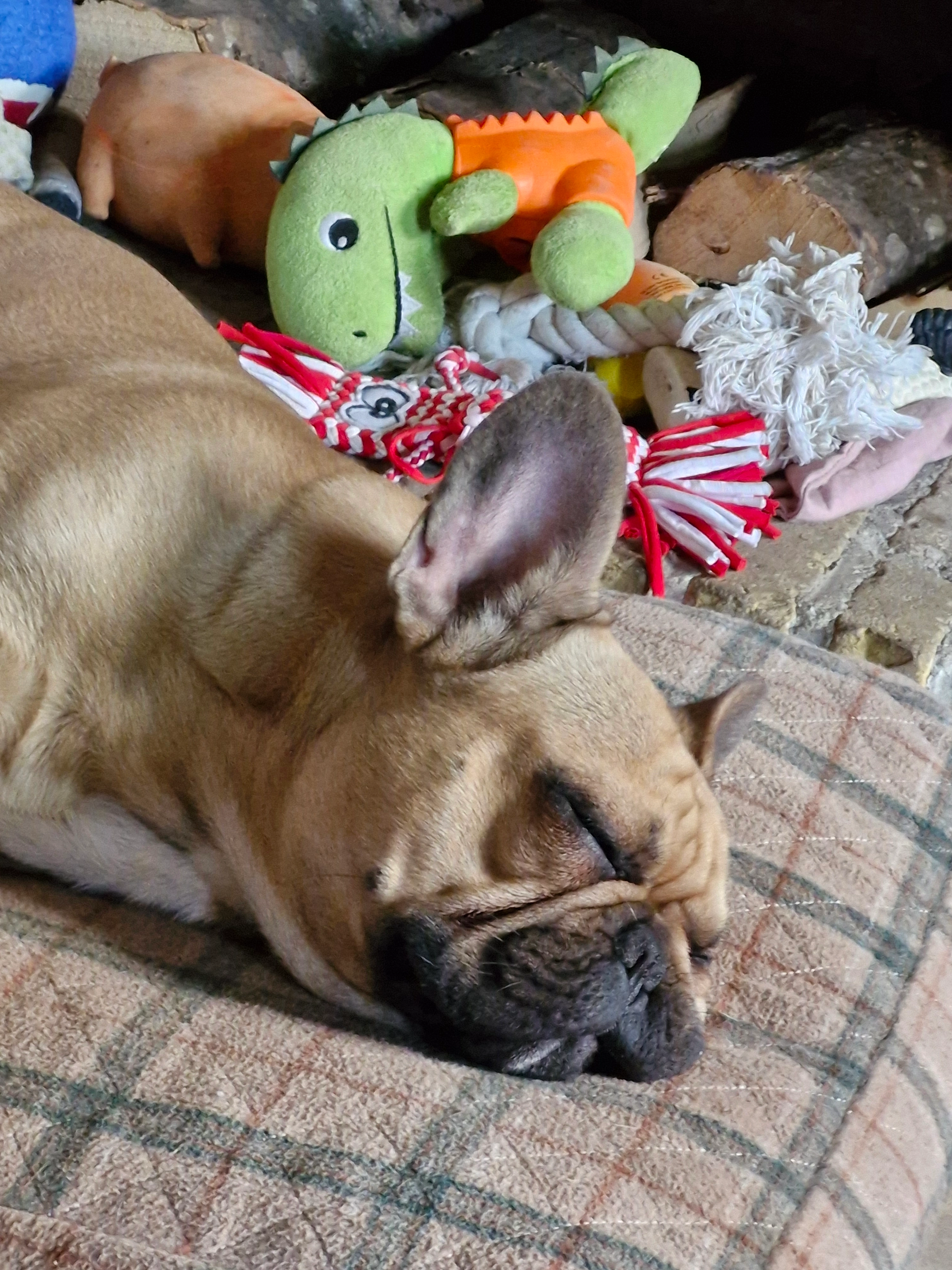 Boris - Kalkenstraat 100, Buggenhout