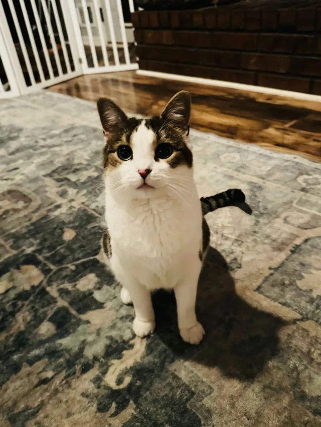 Hermione - 11811 E Park St, Sugar Creek