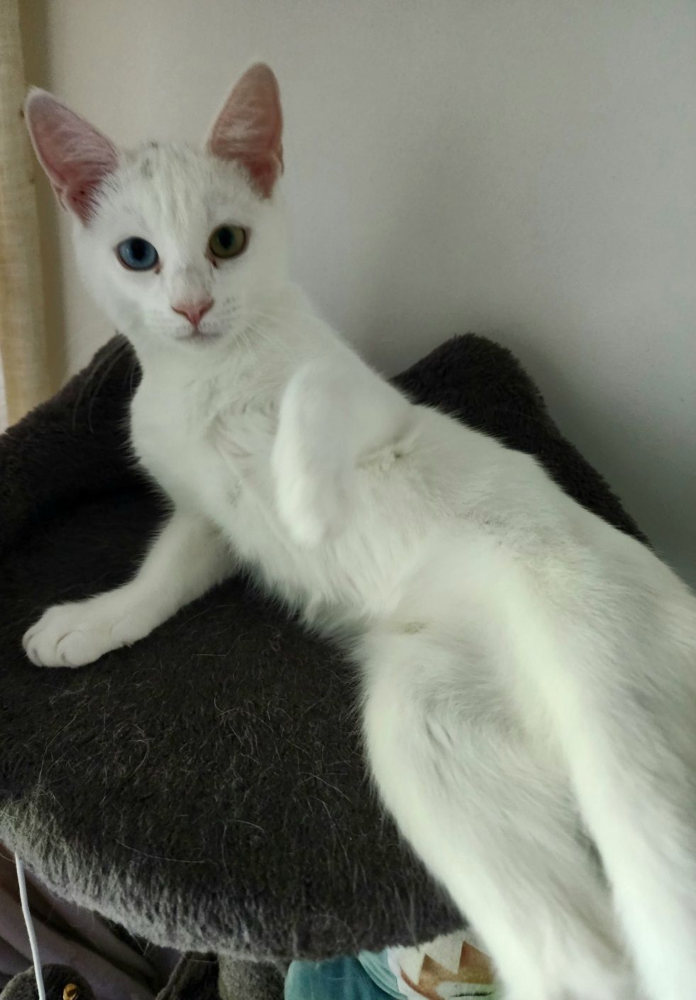 Lili - Skogsfrugränd, Bromma city district