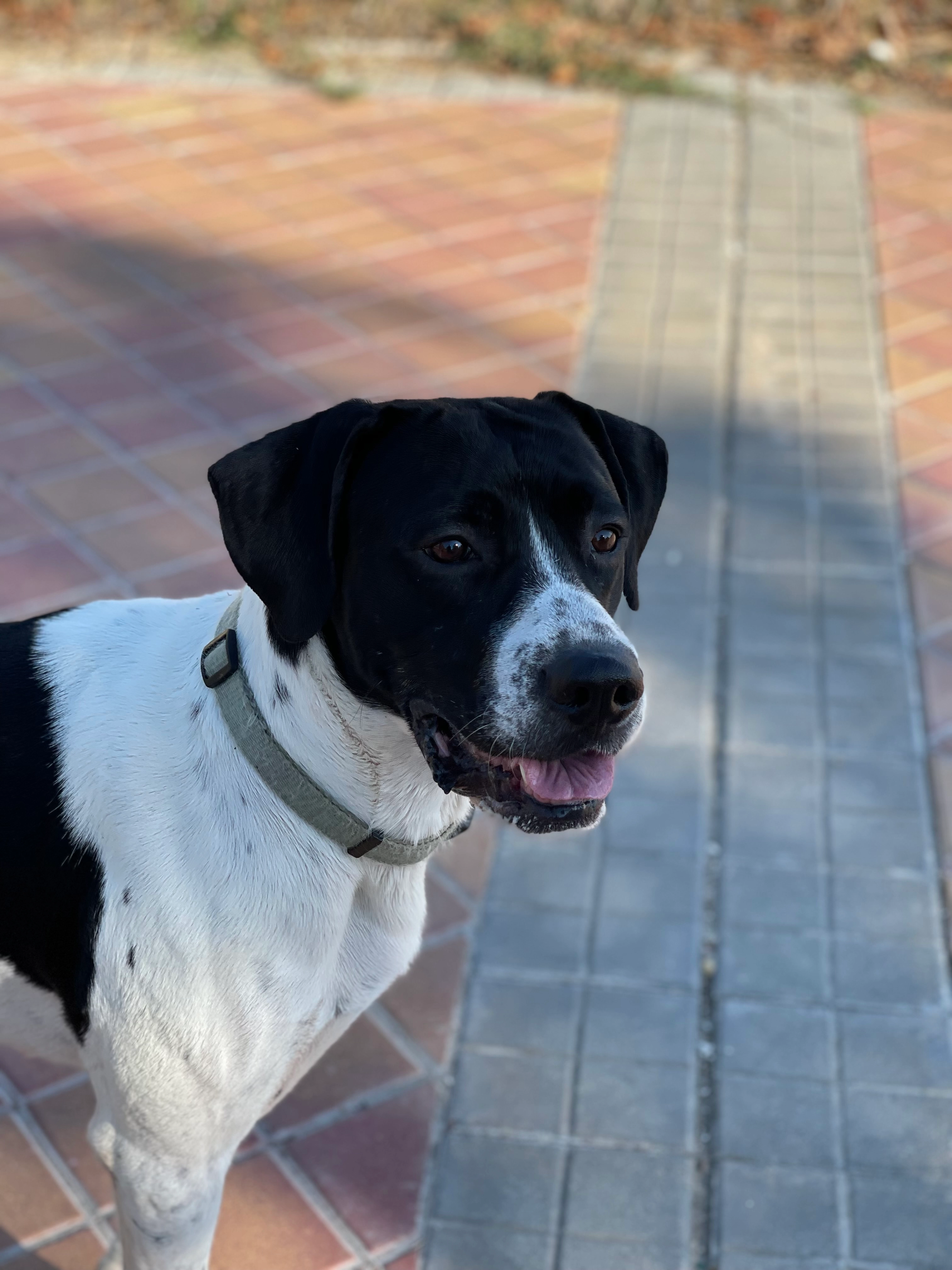 Milka - Avenida de la Gavia, Madrid