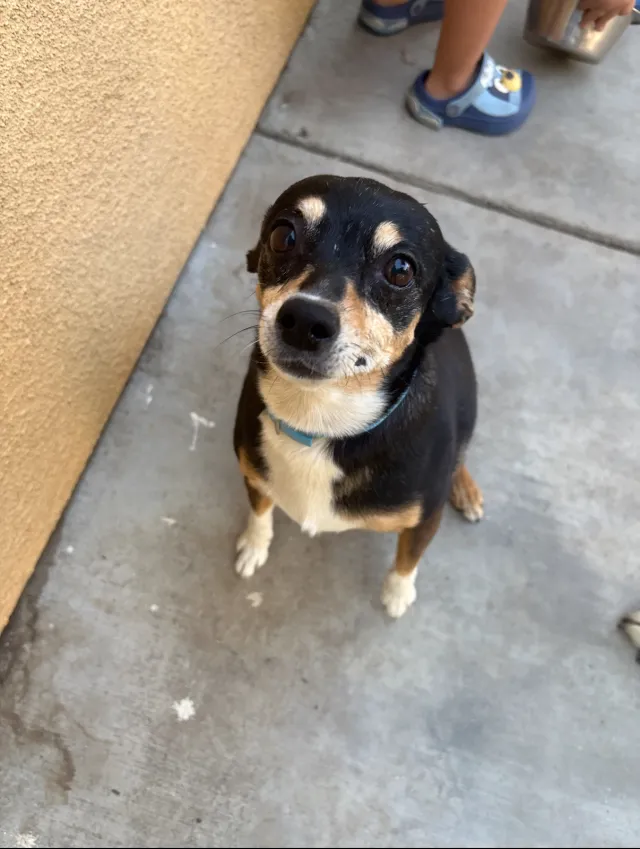 Lily - S Pinkham Rd, Visalia