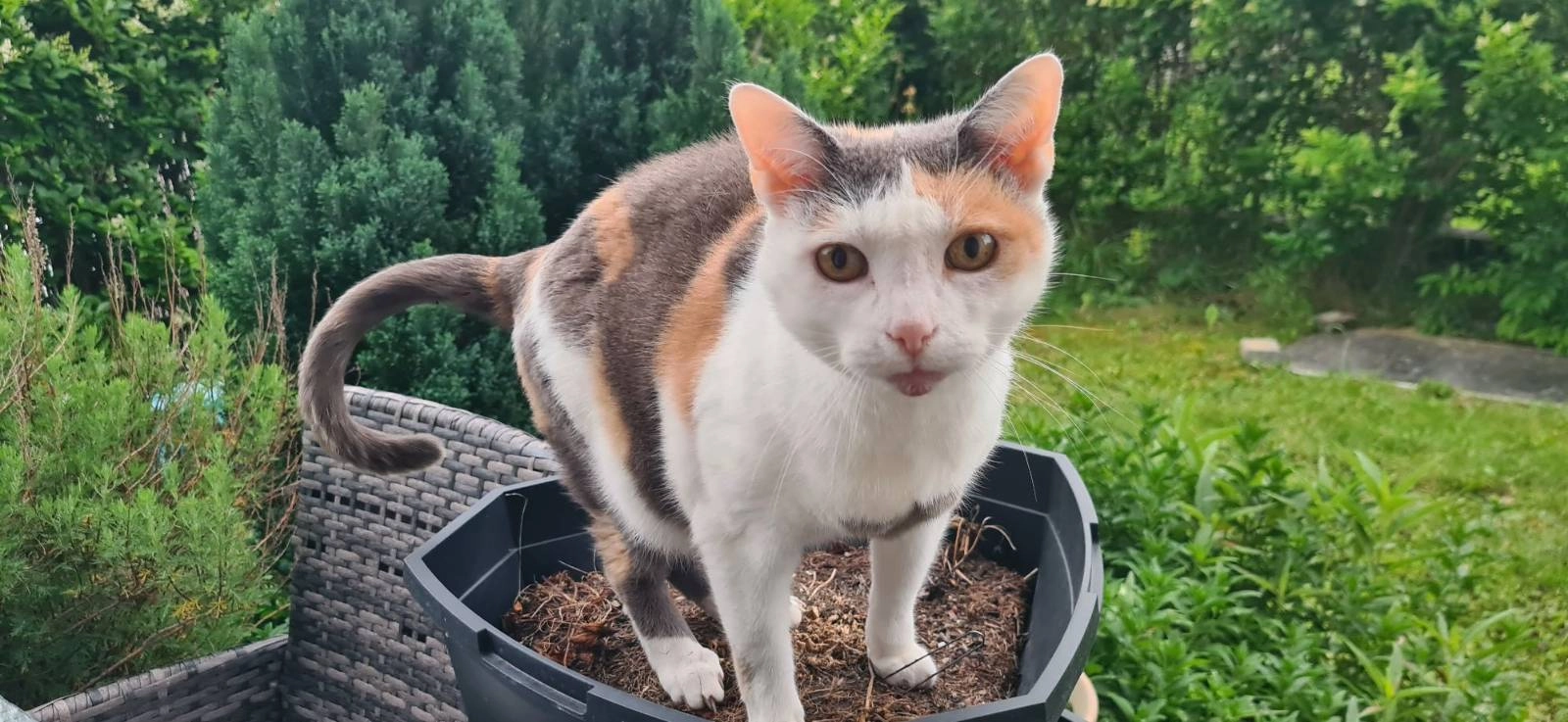 Sky - Teichgasse, Sollenau