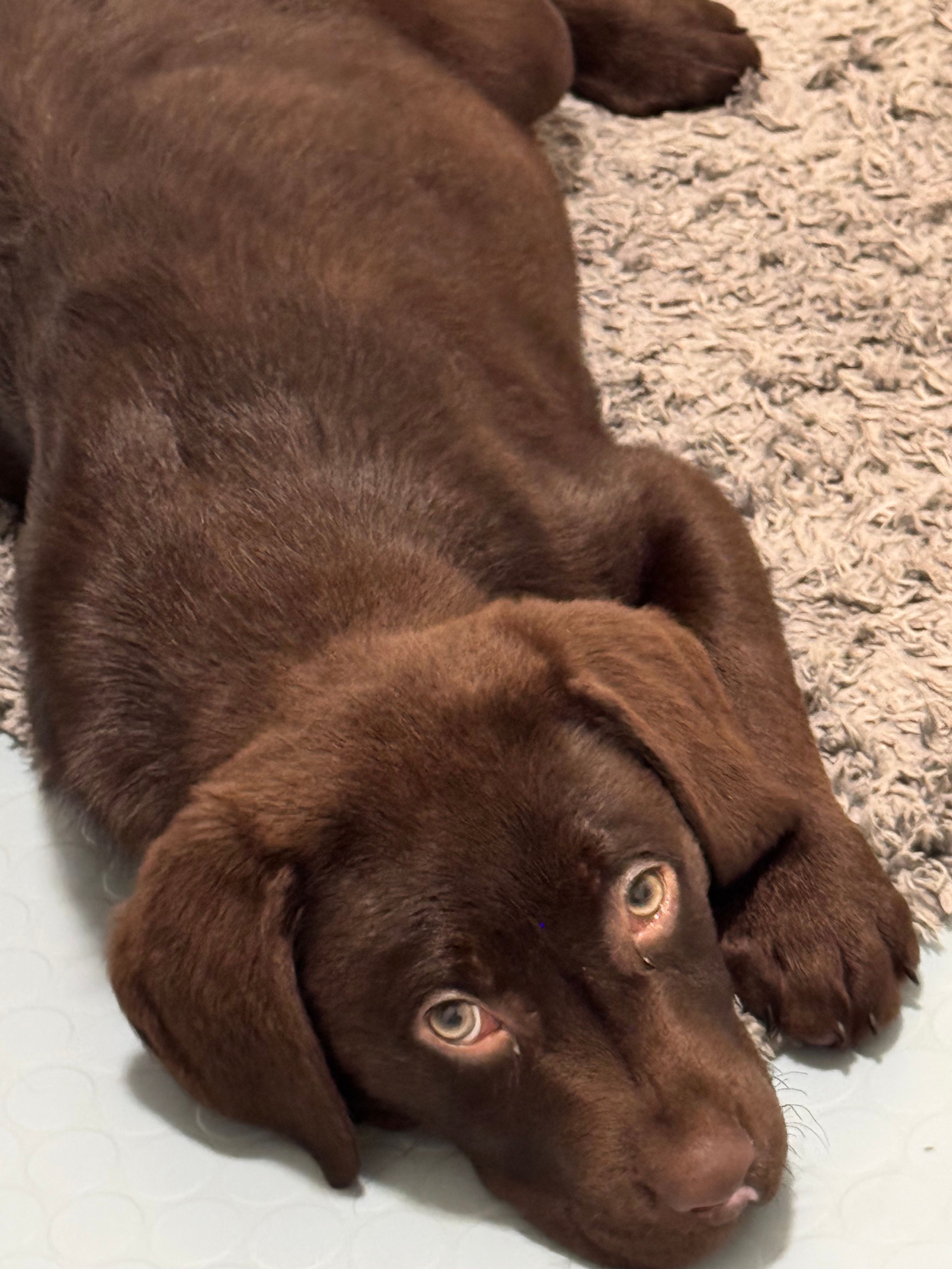 Loki - Manor Gardens, Peterborough