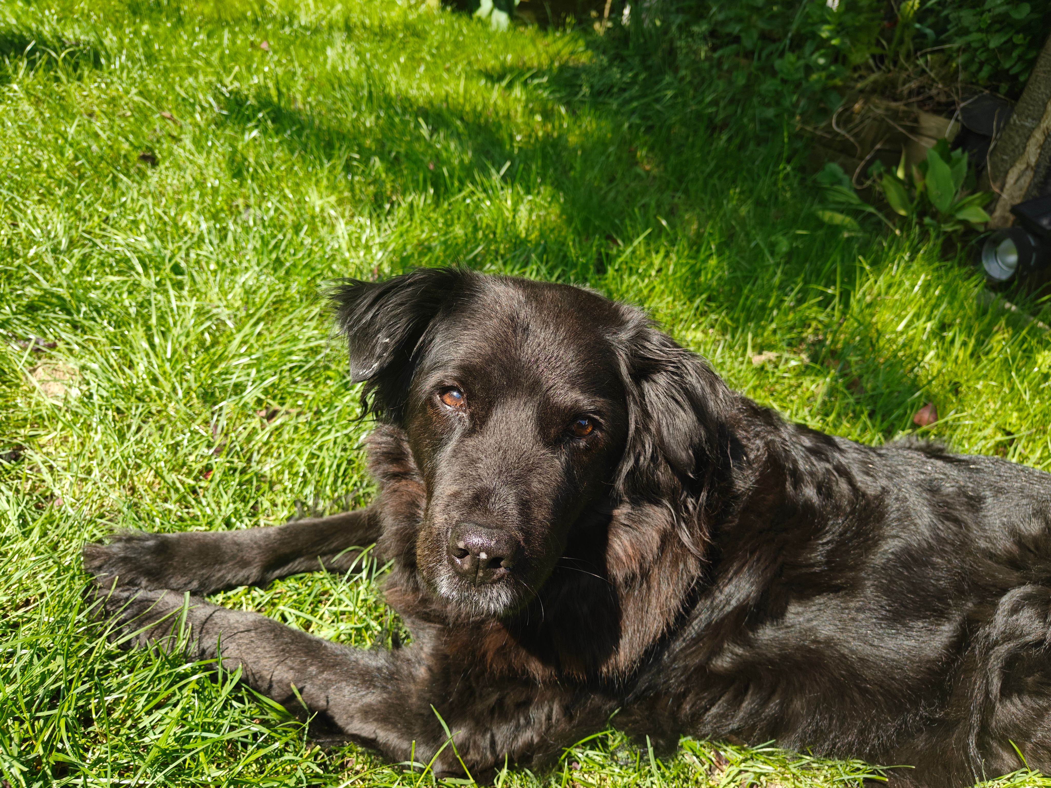 Zeena - Hogeweg 6, Mechelen