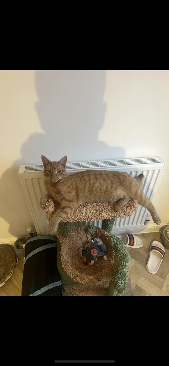 Frankie - Pear Tree Grove, Knottingley