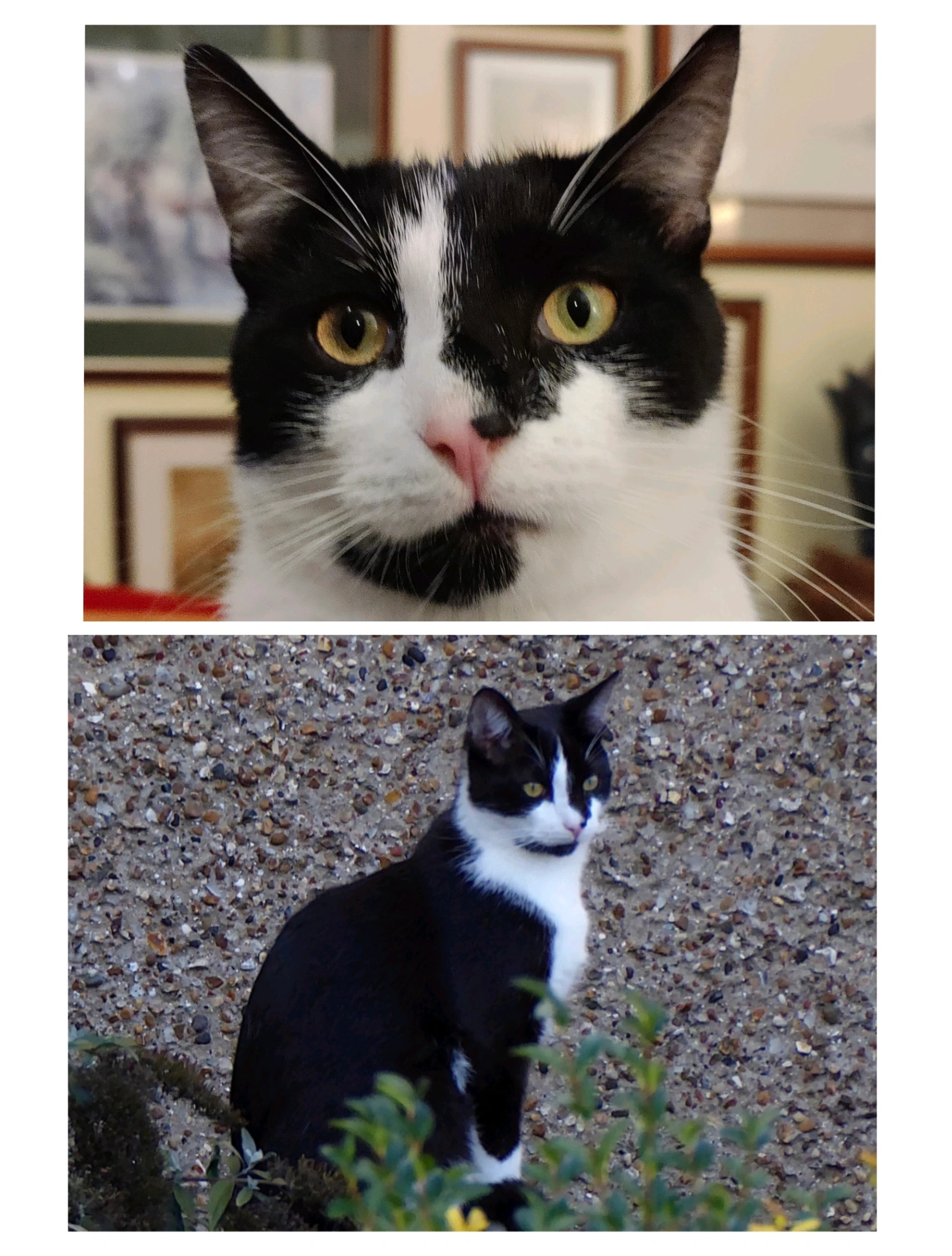 Ziggy - Star Street, ware, Ware