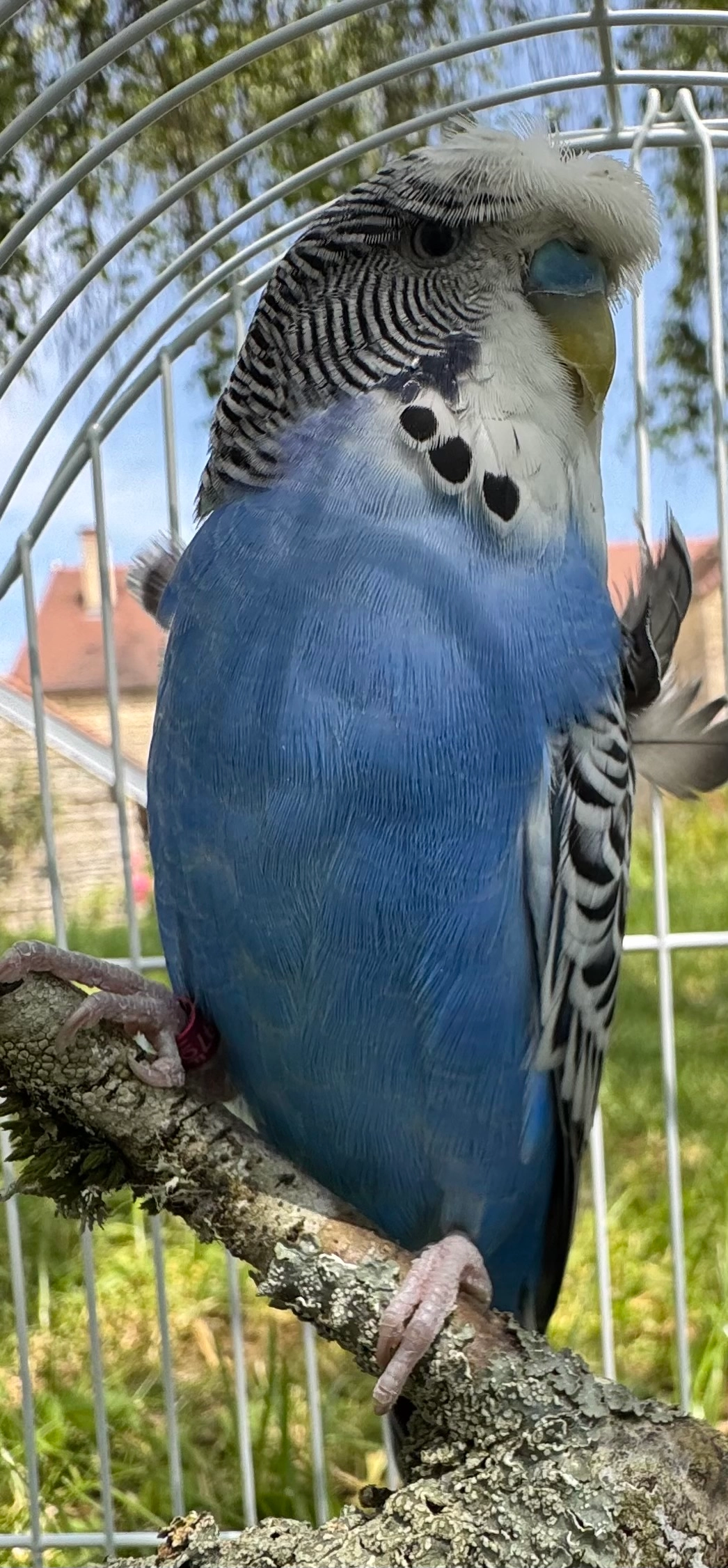 Jack - 21 Grande Rue, Argenteuil-sur-Armançon