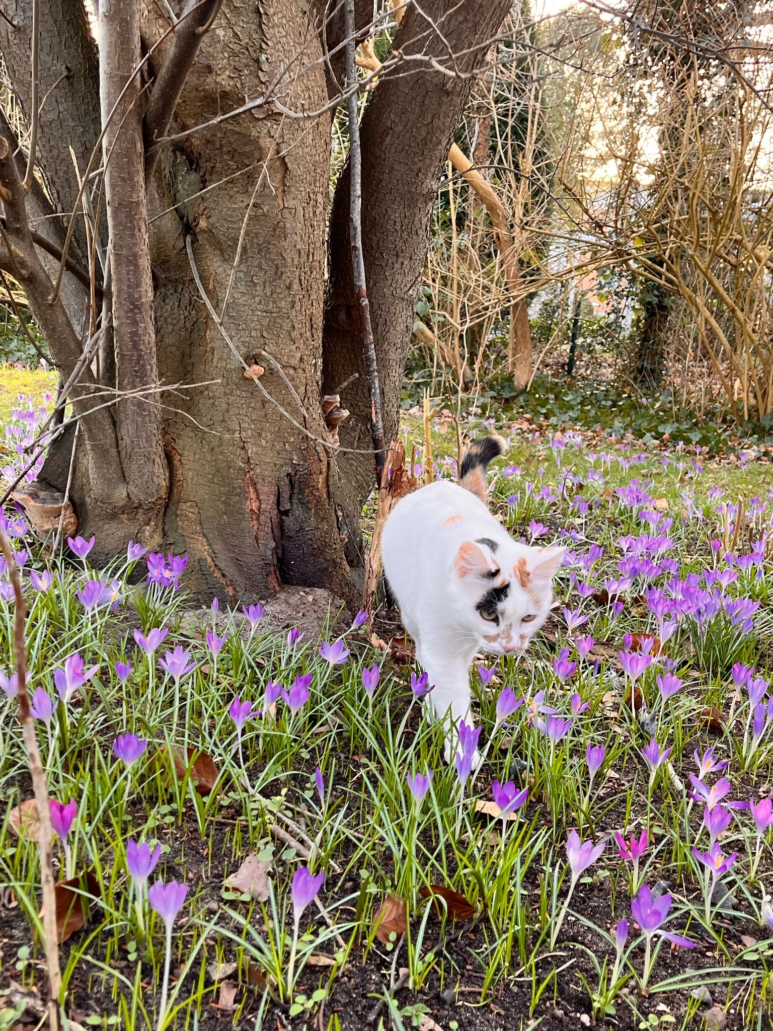 Alice - Kieler Straße, Kronshagen