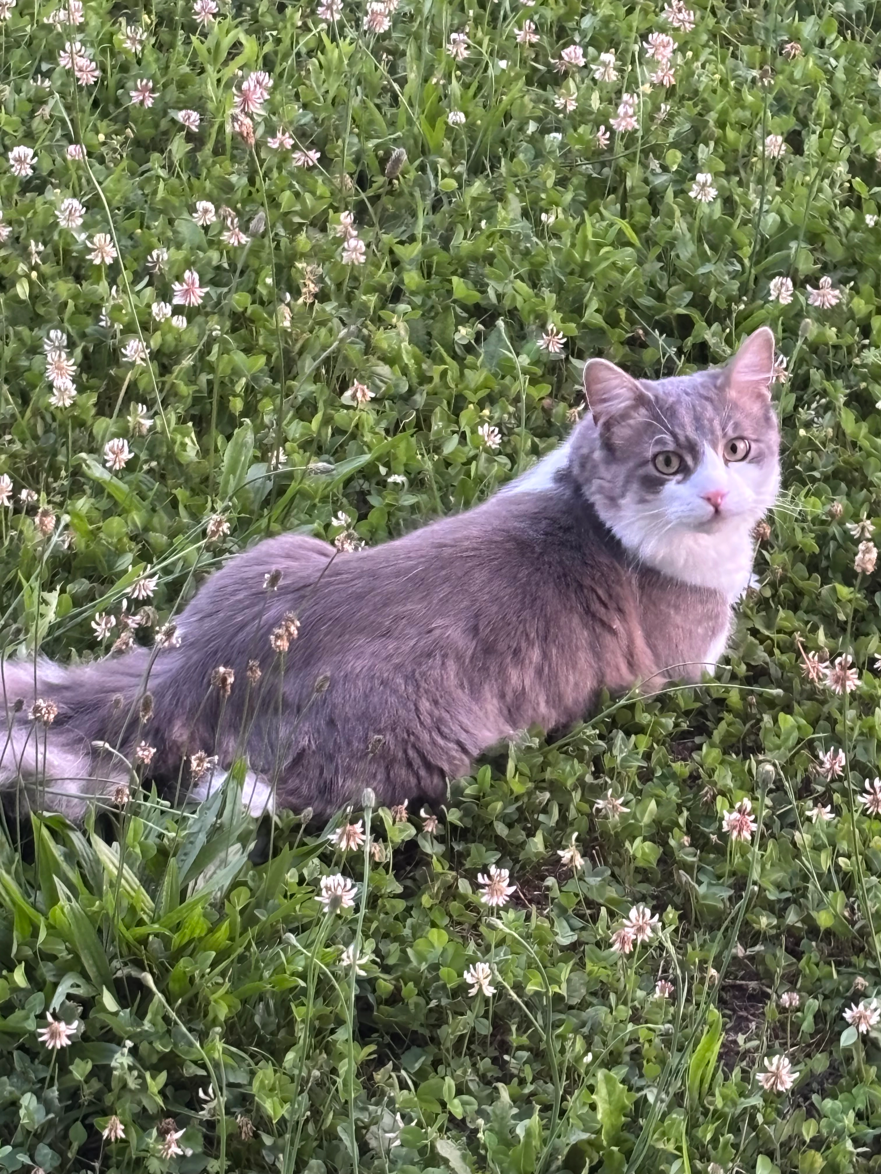 Cani - Zollstraße, Weil am Rhein