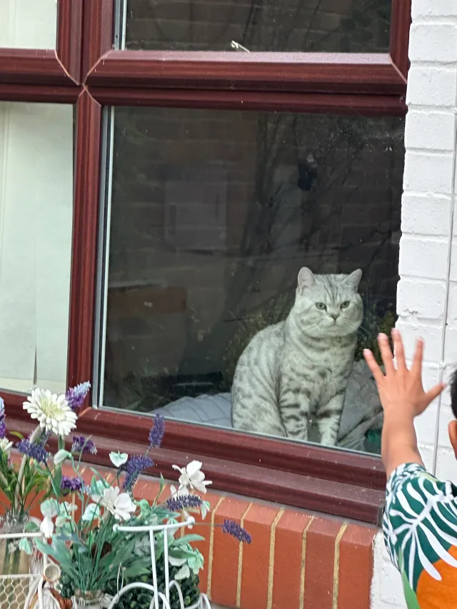Natsu  - Oliver Close, Addlestone