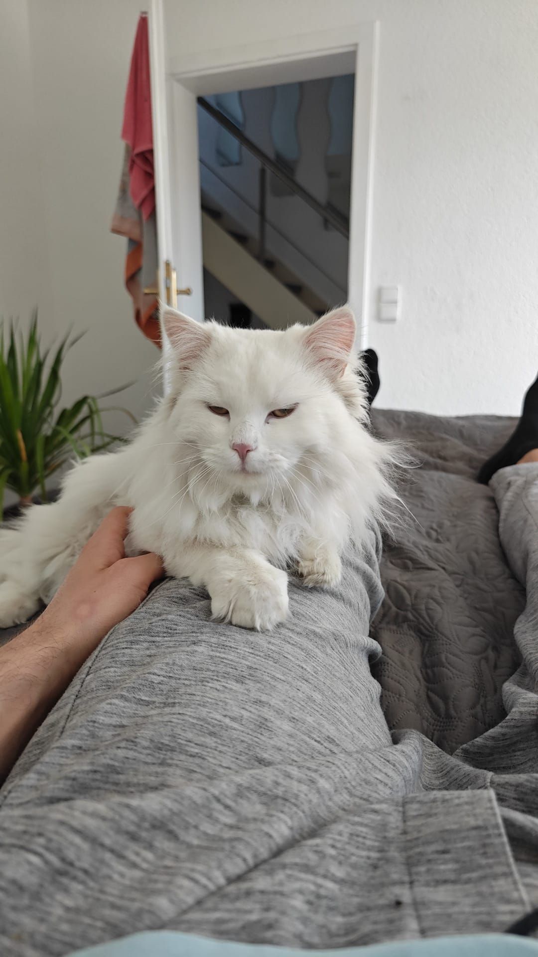 Puschkin - Tannenweg, Friedrichshafen