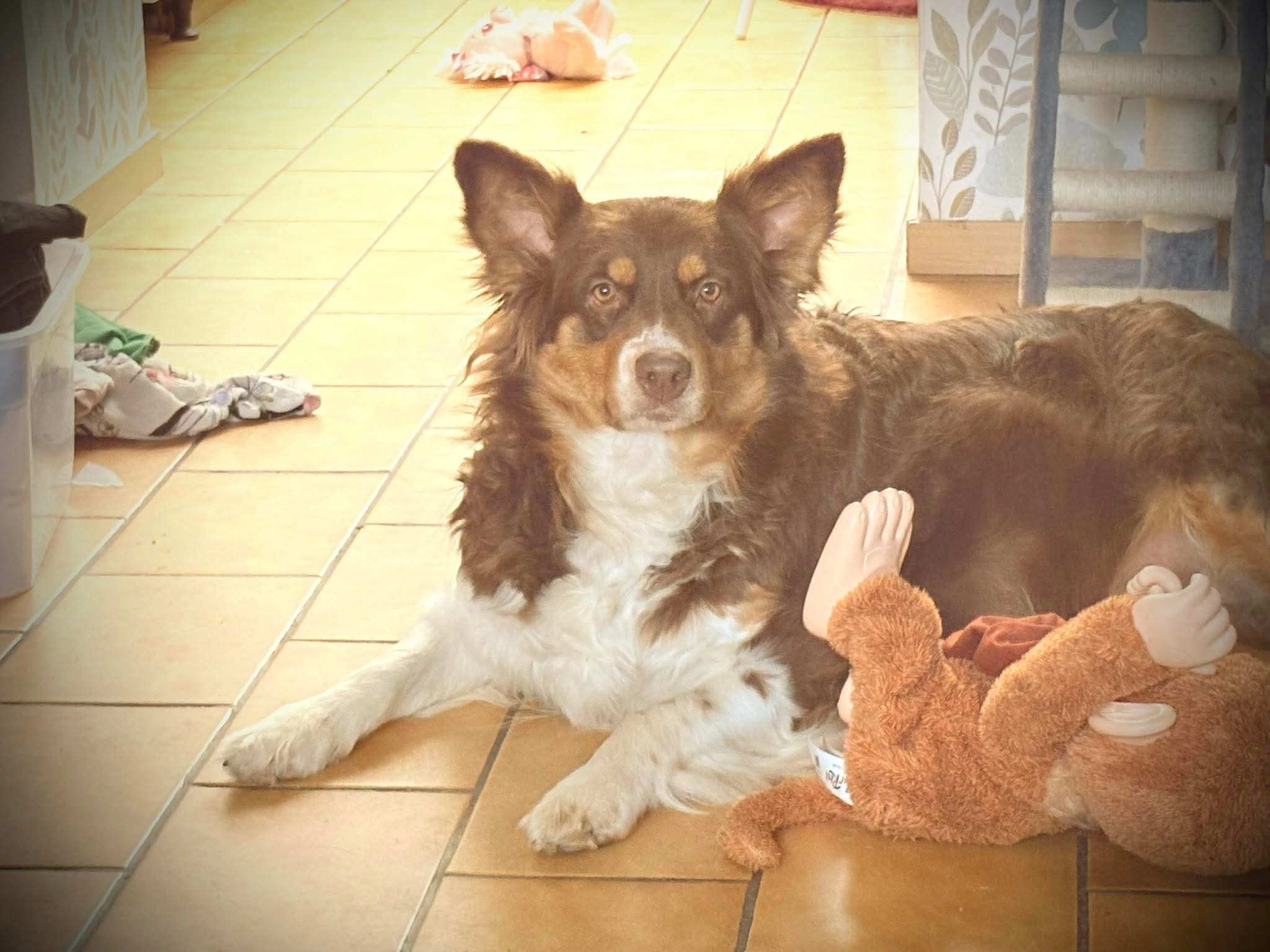 Mila - Chaussée de Warneton, Comines