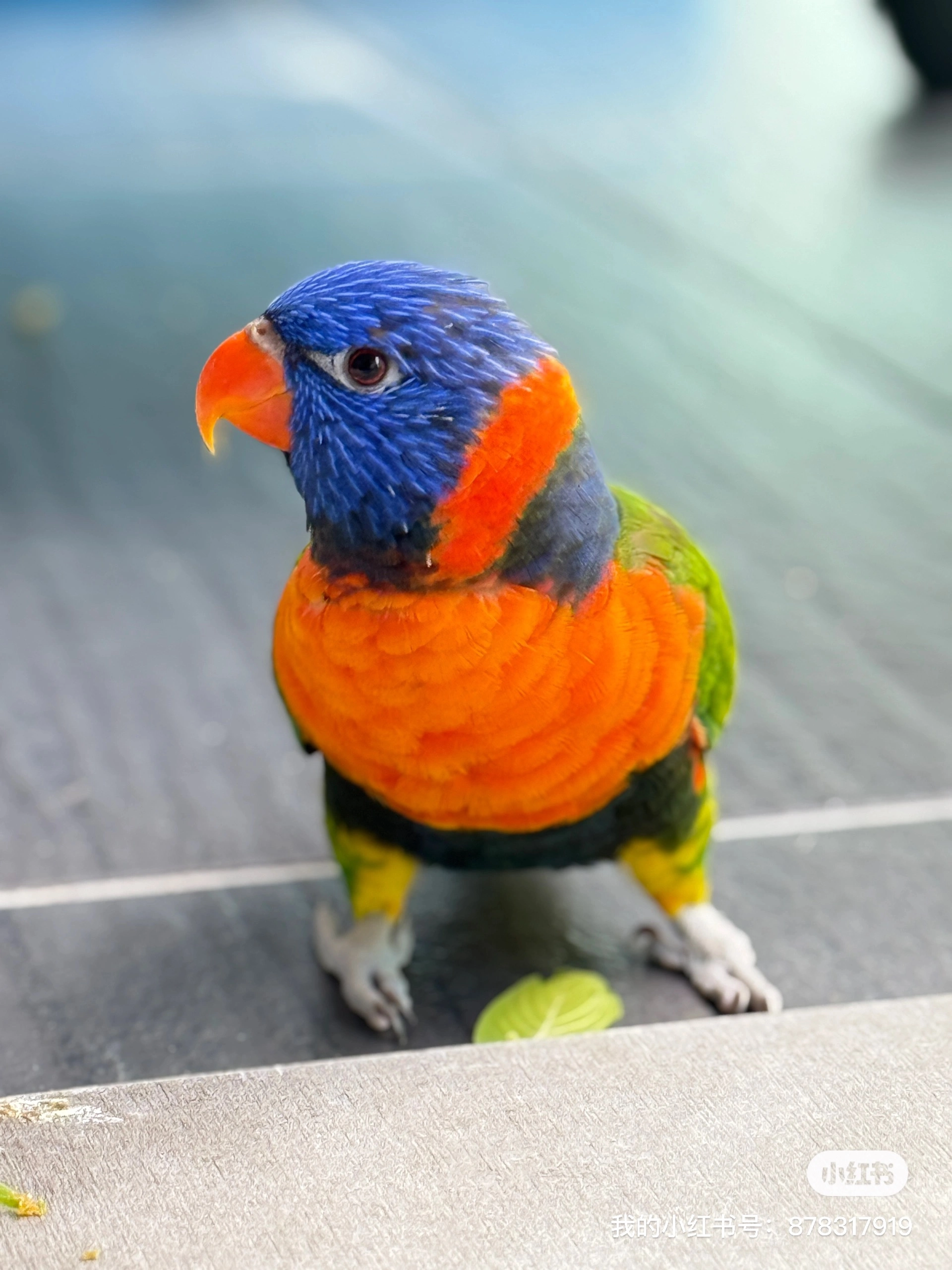 Bruno - 47600, Subang Jaya