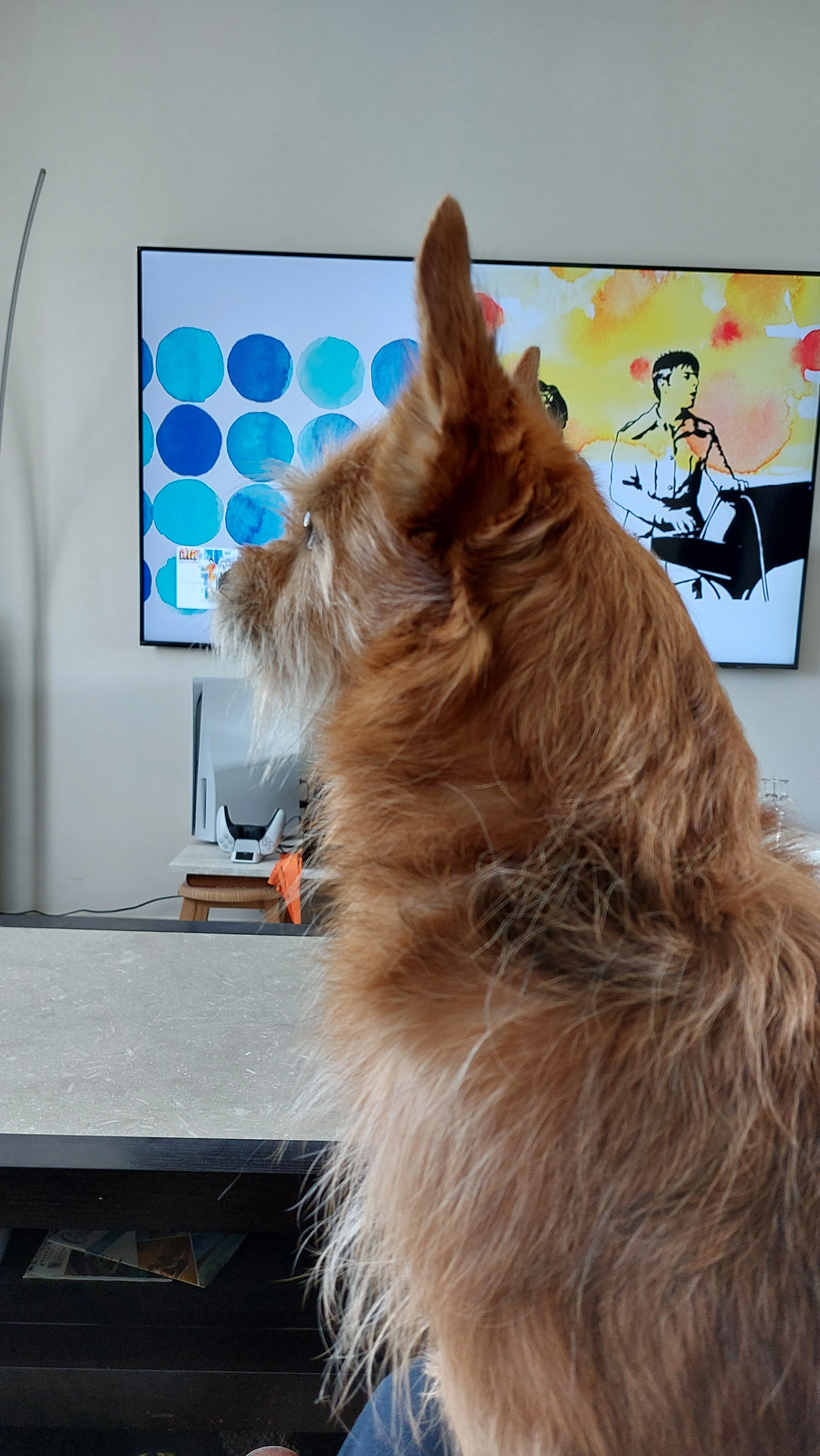 TYRION - Rue Des Mouettes, L'Île-d'Olonne