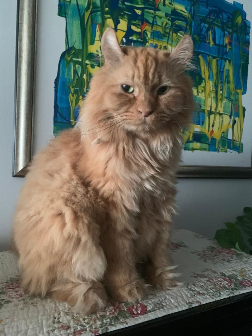 Muezza - Lintang Pauh Indah 4, Kampung Setol