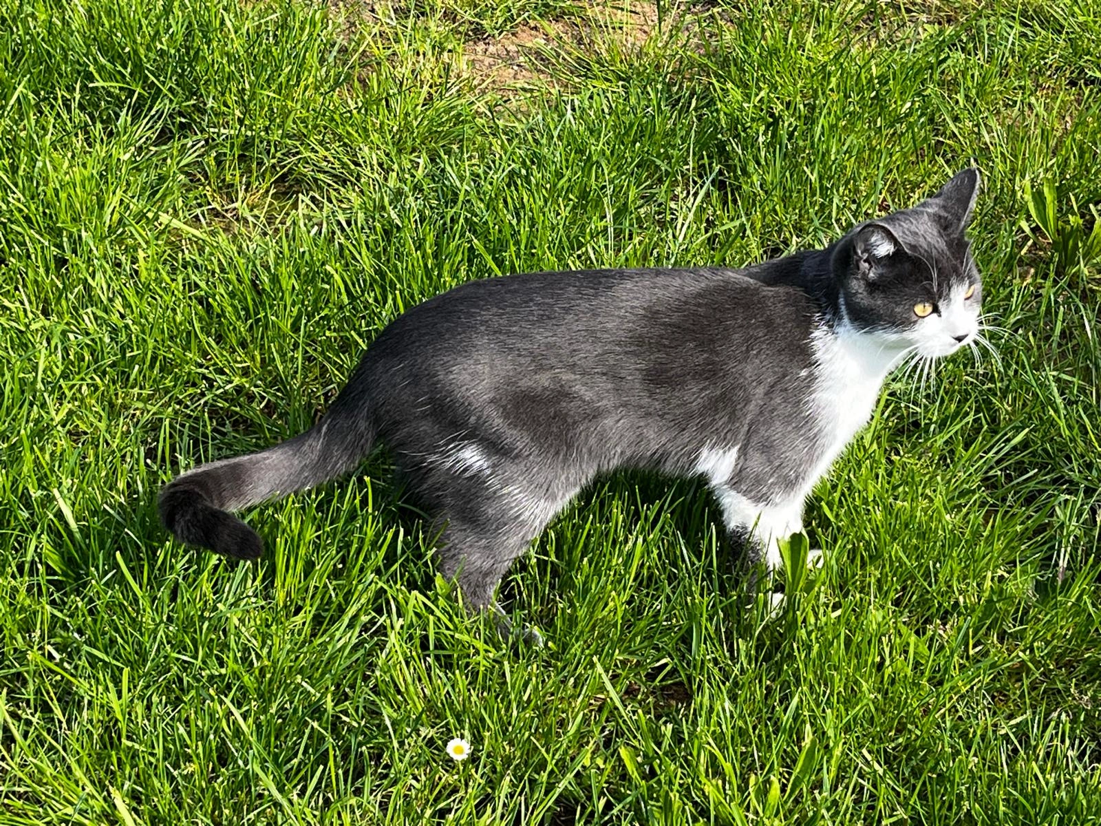 Bounty - Rosenweg, Böhmfeld