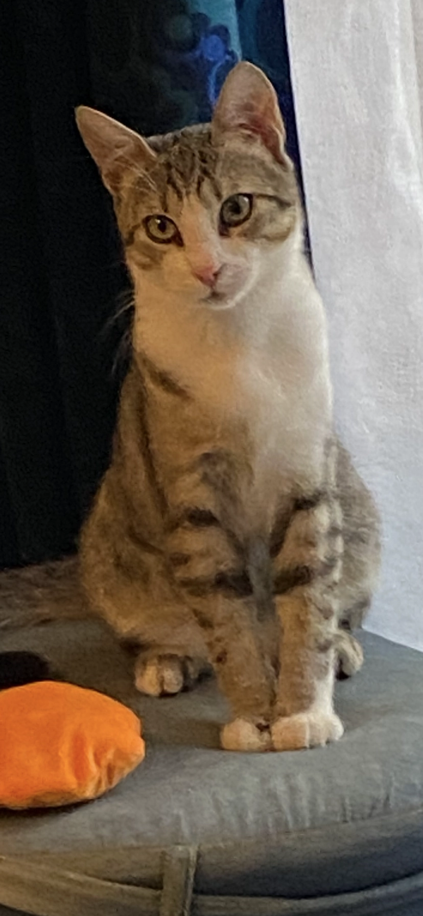 Smoky - Lerchenweg 15, Köniz