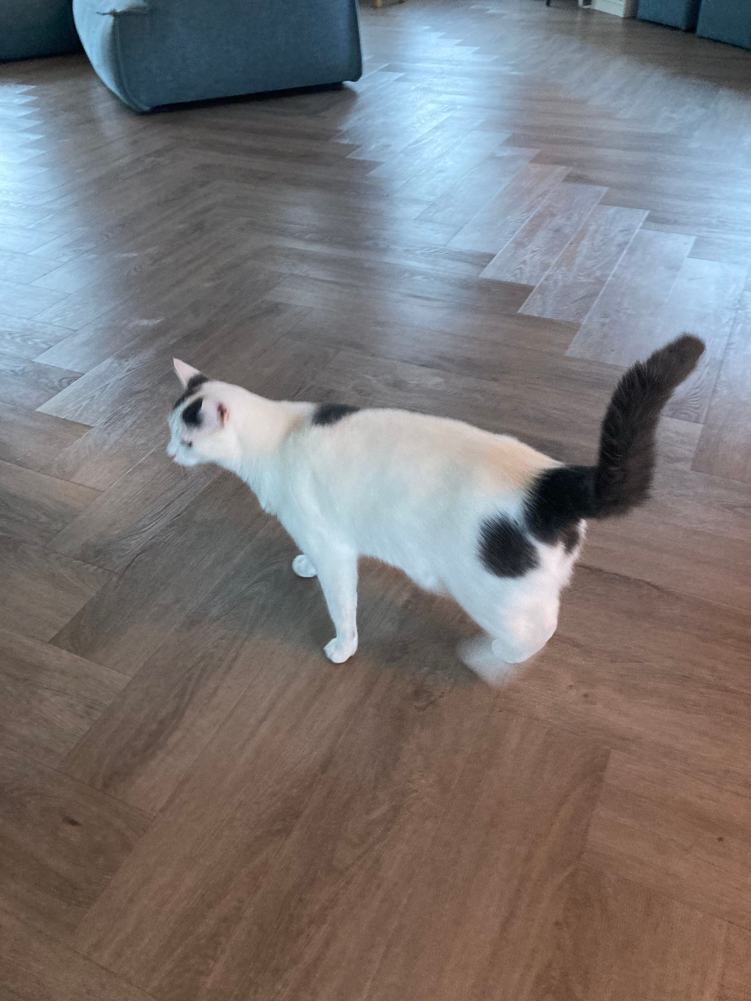 Poekie - Woudsingel, Heerenveen