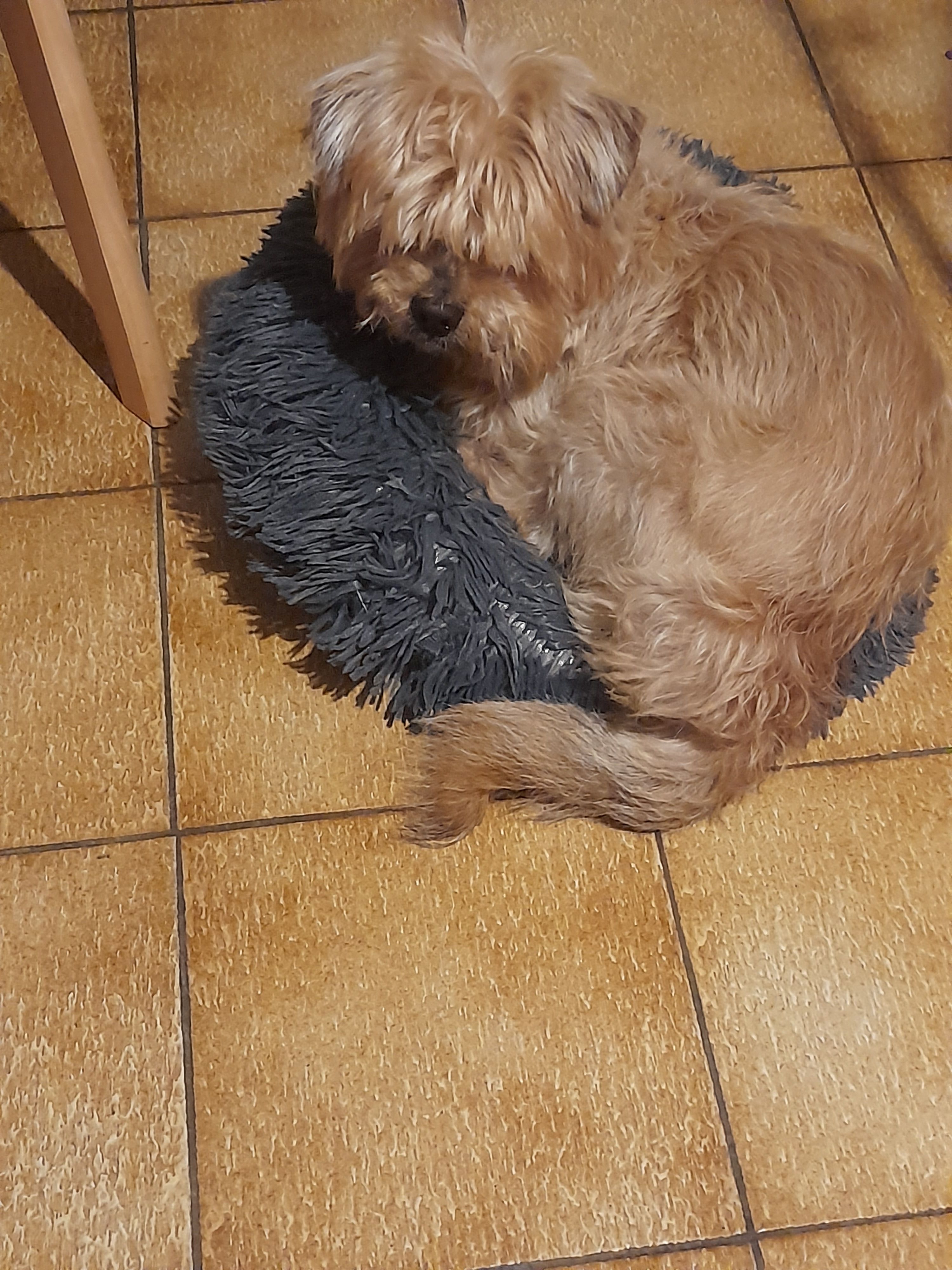 Hobby - Impasse du Cuvot, Saint-Saturnin