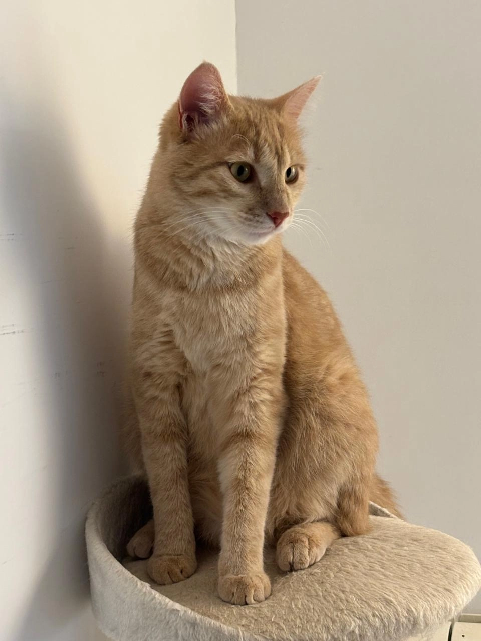 Nacho - Via San Tommaso D' Aquino, Rome