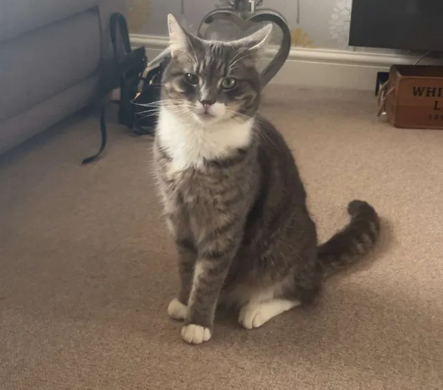 Sorrel - Merlin Drive, Sandy