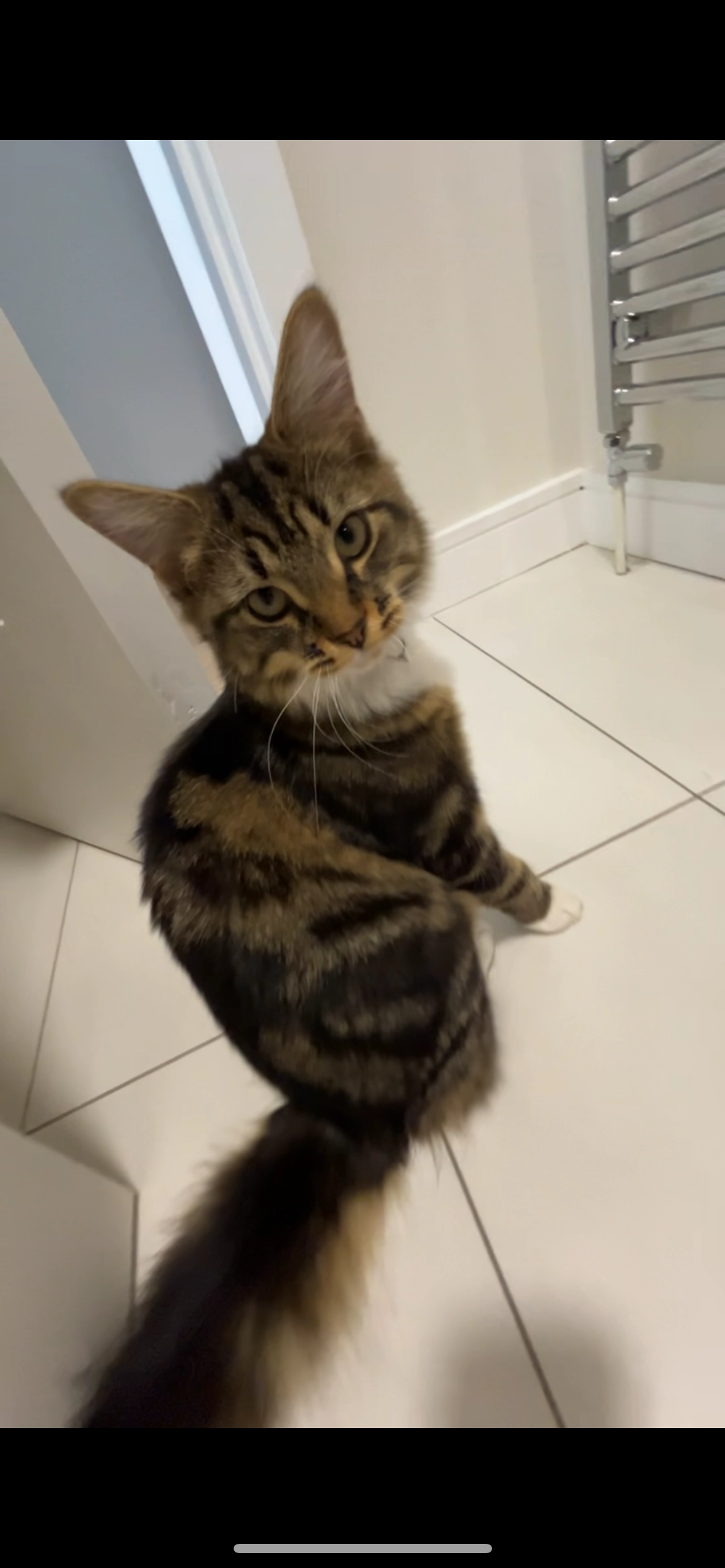 Mila - Diswellstown Heath, Castleknock