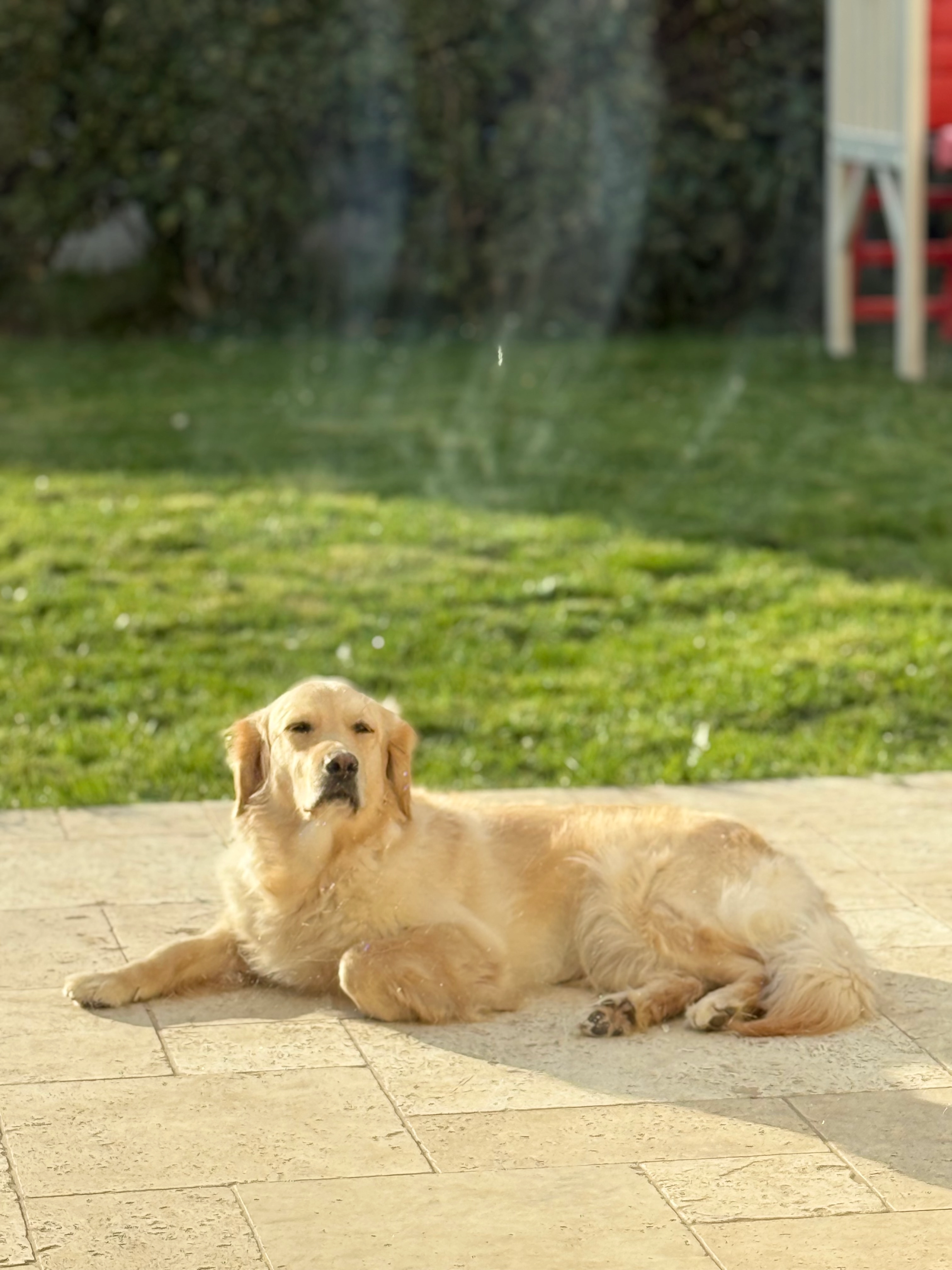 Bella  - Chemin Du Paradis, Montbouy