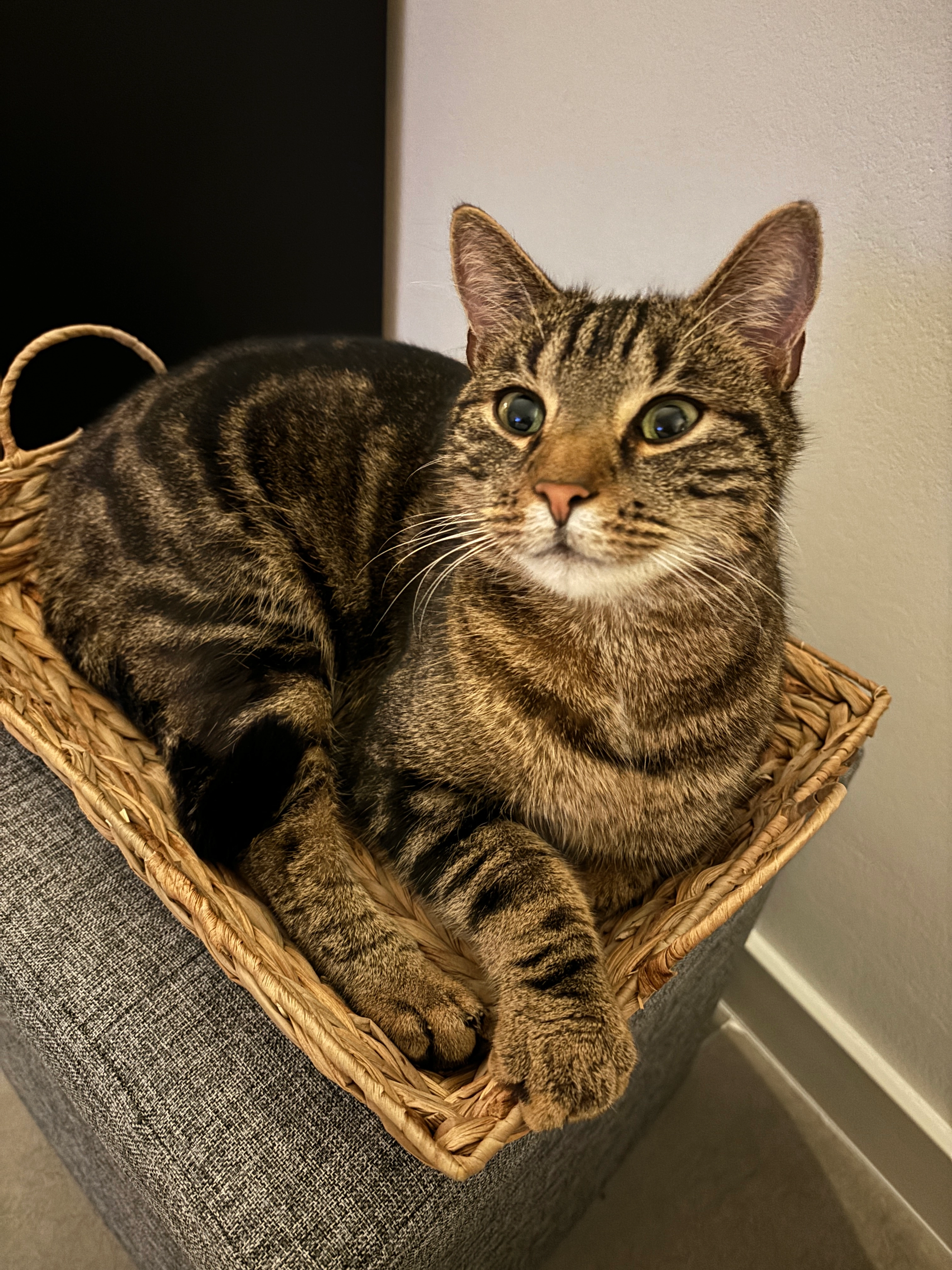 Milo - Victor-Rolff-Ring, Vettweiß