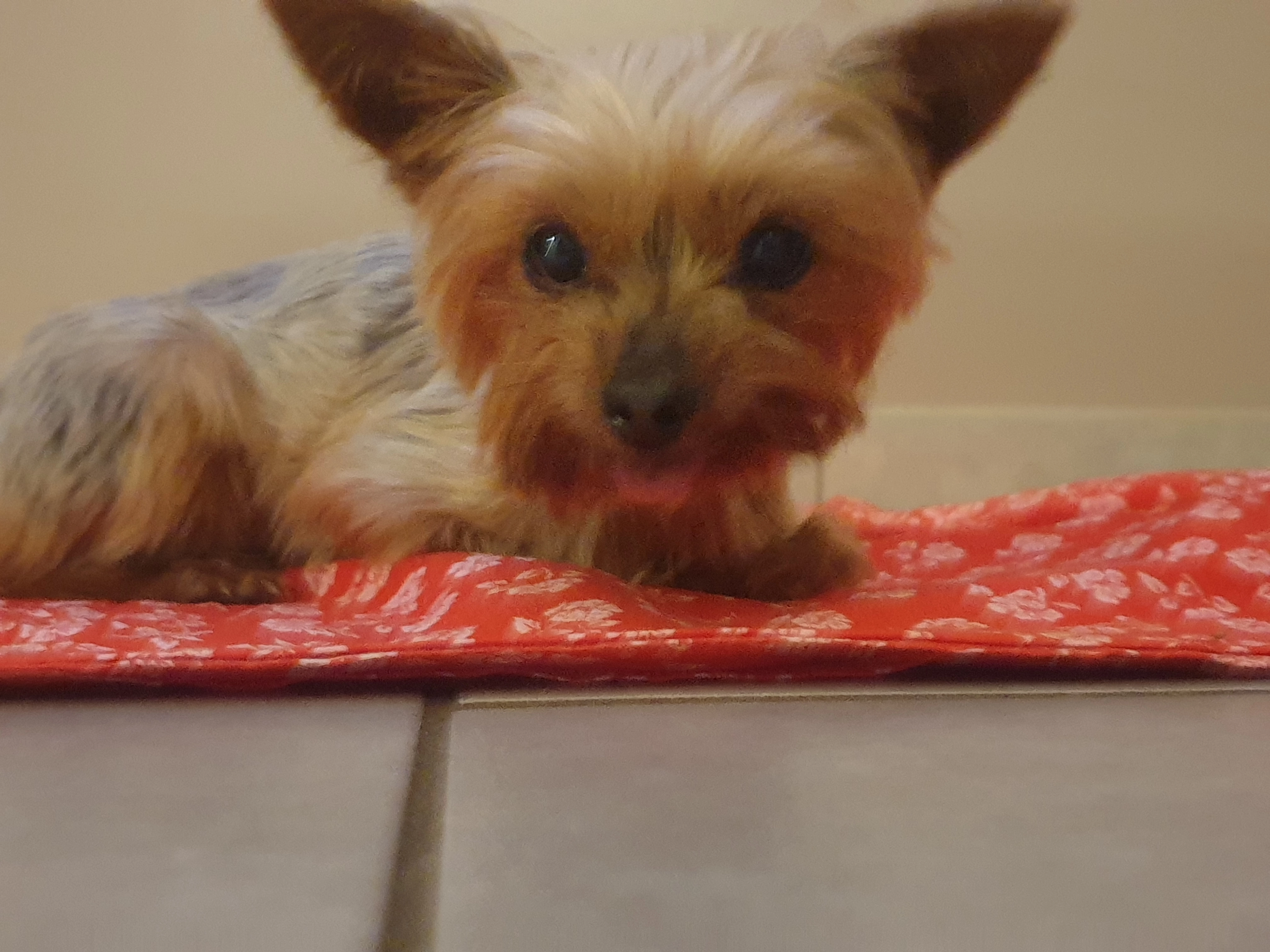 Tina - Rue D'ault, Friaucourt