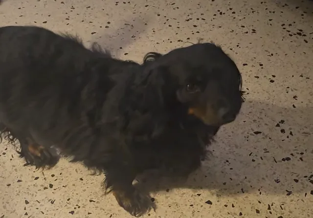 Maggie  - SW Coral Way, Miami