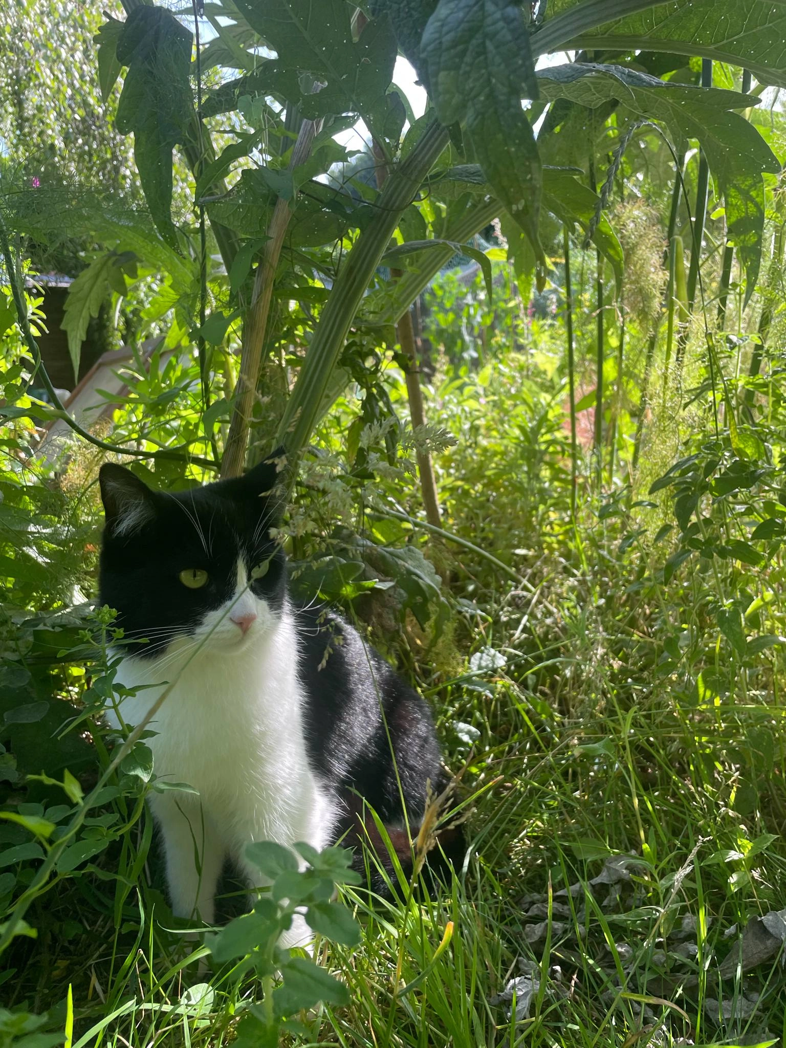 Iroh - 8 Croftlands Avenue, Fareham