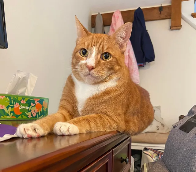 Miles - Linwood Avenue, Haddon Township