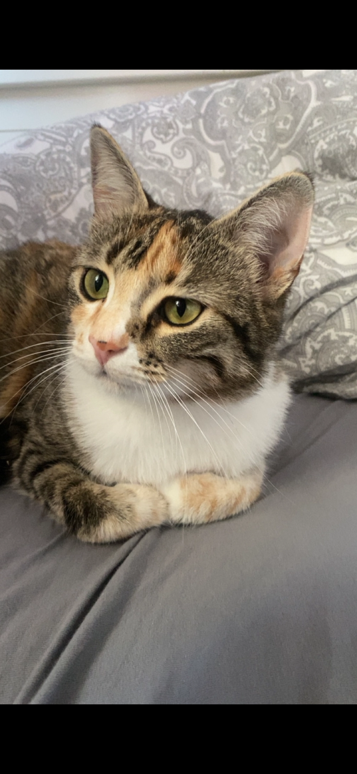 Imani - Am Barschsee, Hoppegarten