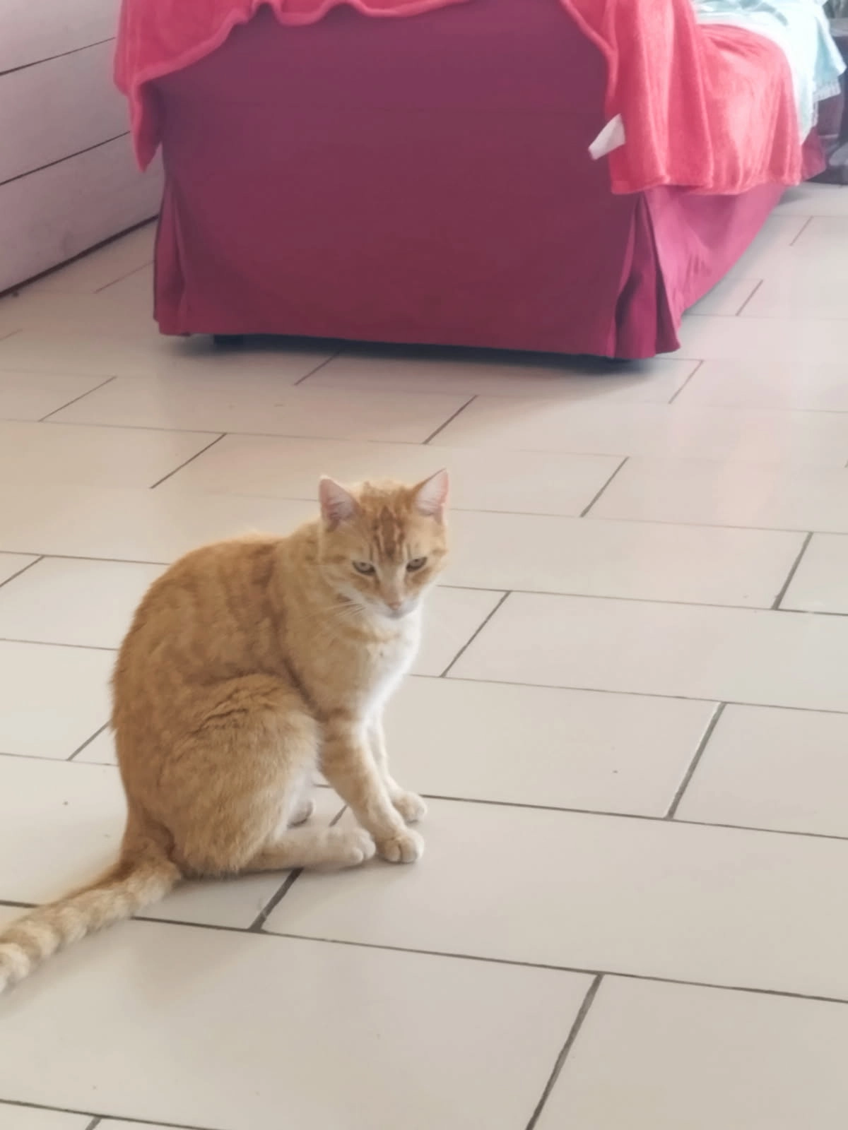 Rio - Cami Deus Pariis, Montaner