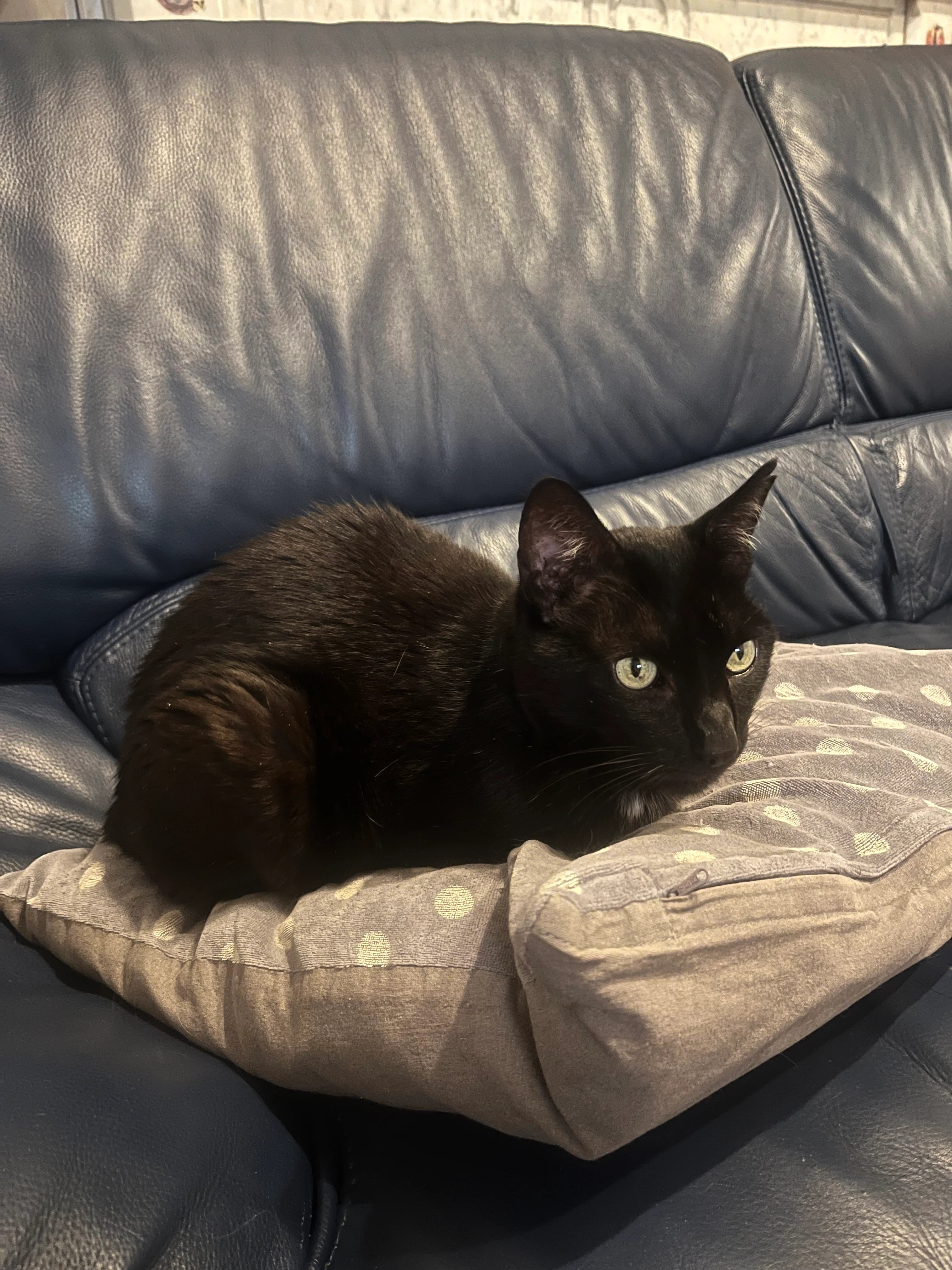 Lila - Avenue des Frères Haghe, Tournai