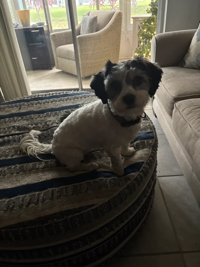 Zoey - 305 47th Avenue Dr W, Bradenton