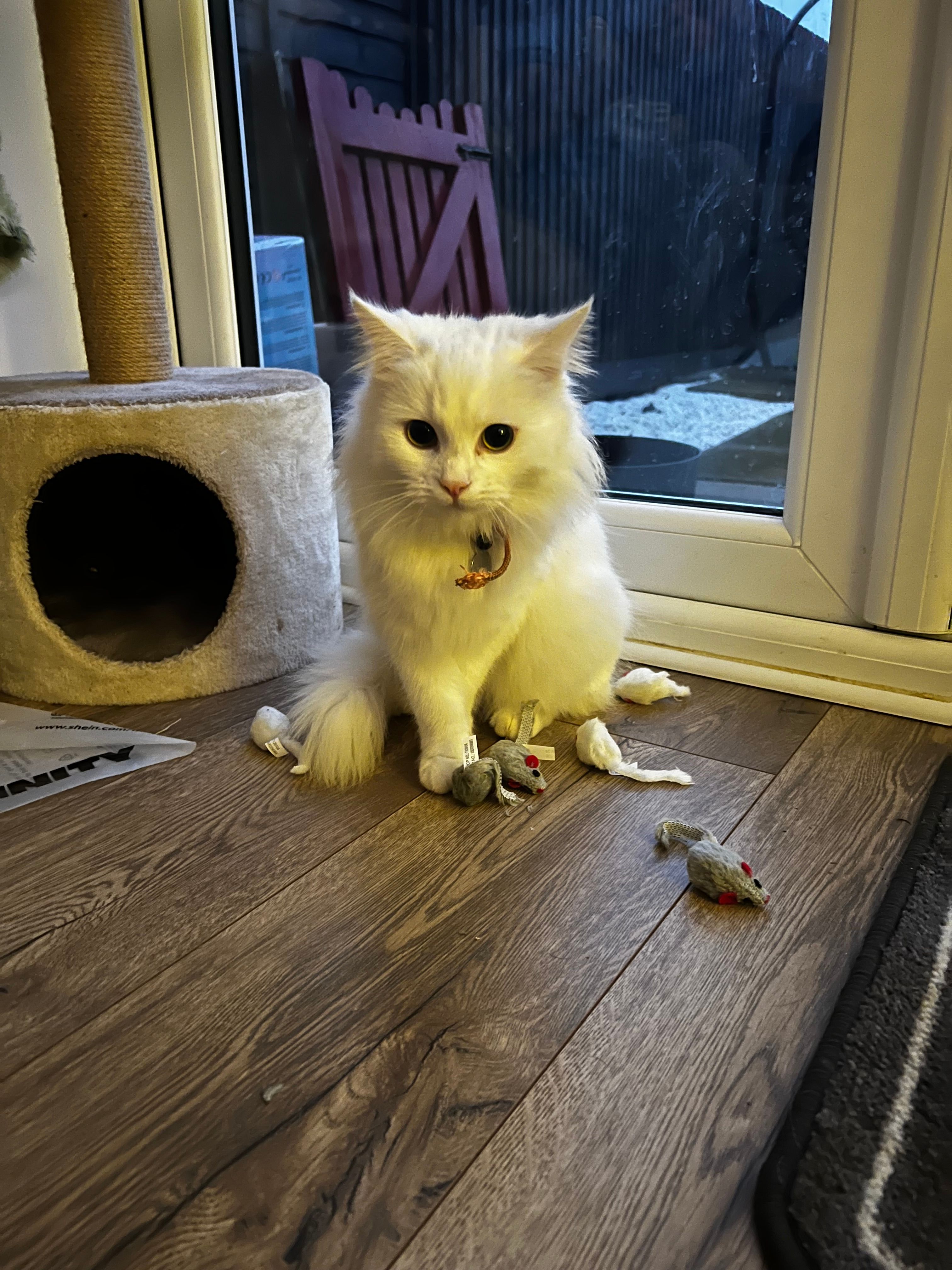 Helix - Mallard Drive, Daventry