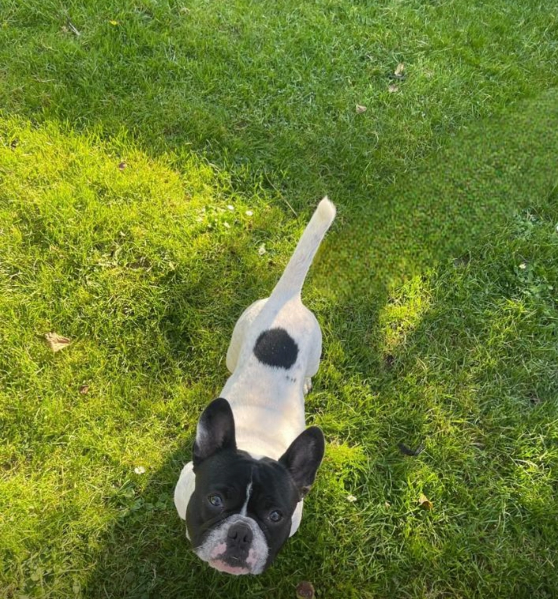 Thor - Rue Sainte-Anne 9, Hélécine