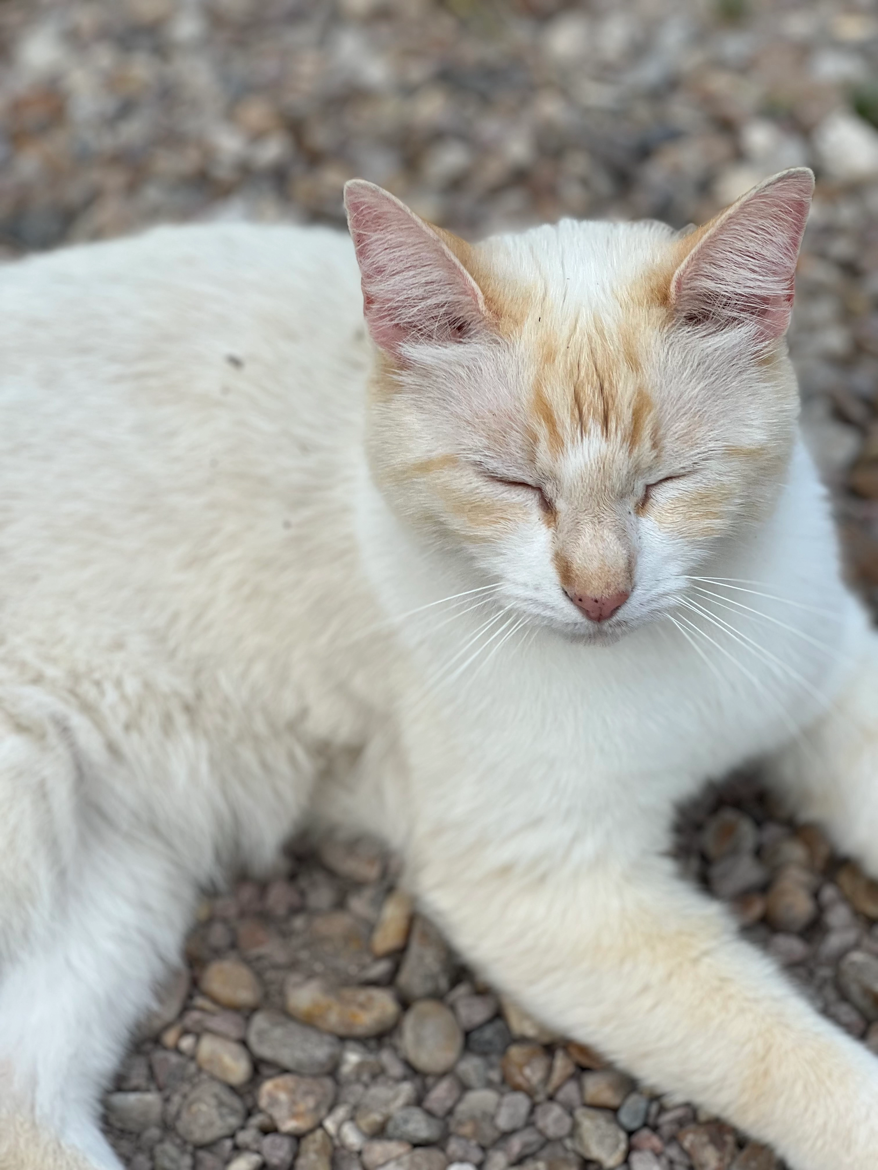 Gaston - Allée Du Château, Saint-Paul-lès-Dax