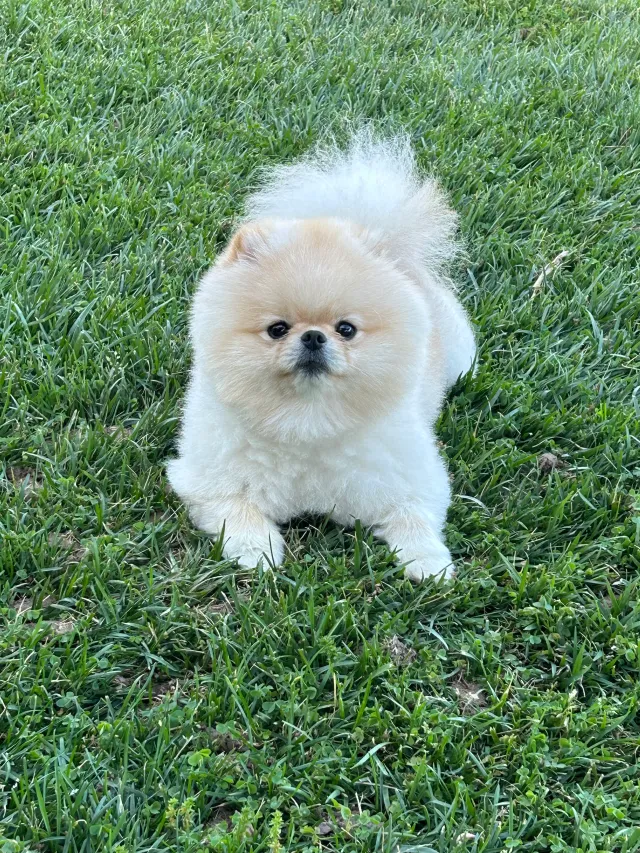Dog has been found! Thank you! - Kaylyn Way, San Marcos