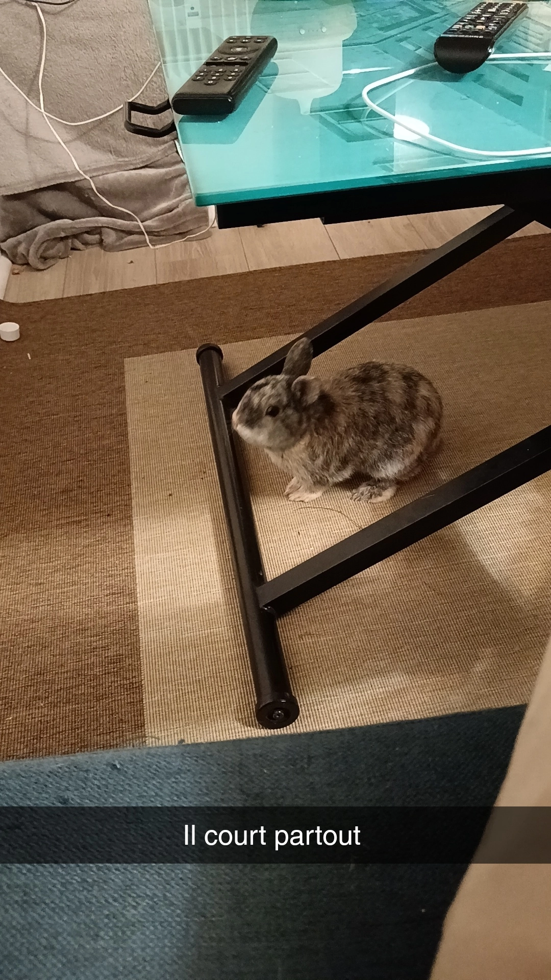 C'est un lapin  - Rue Larévellière, Angers